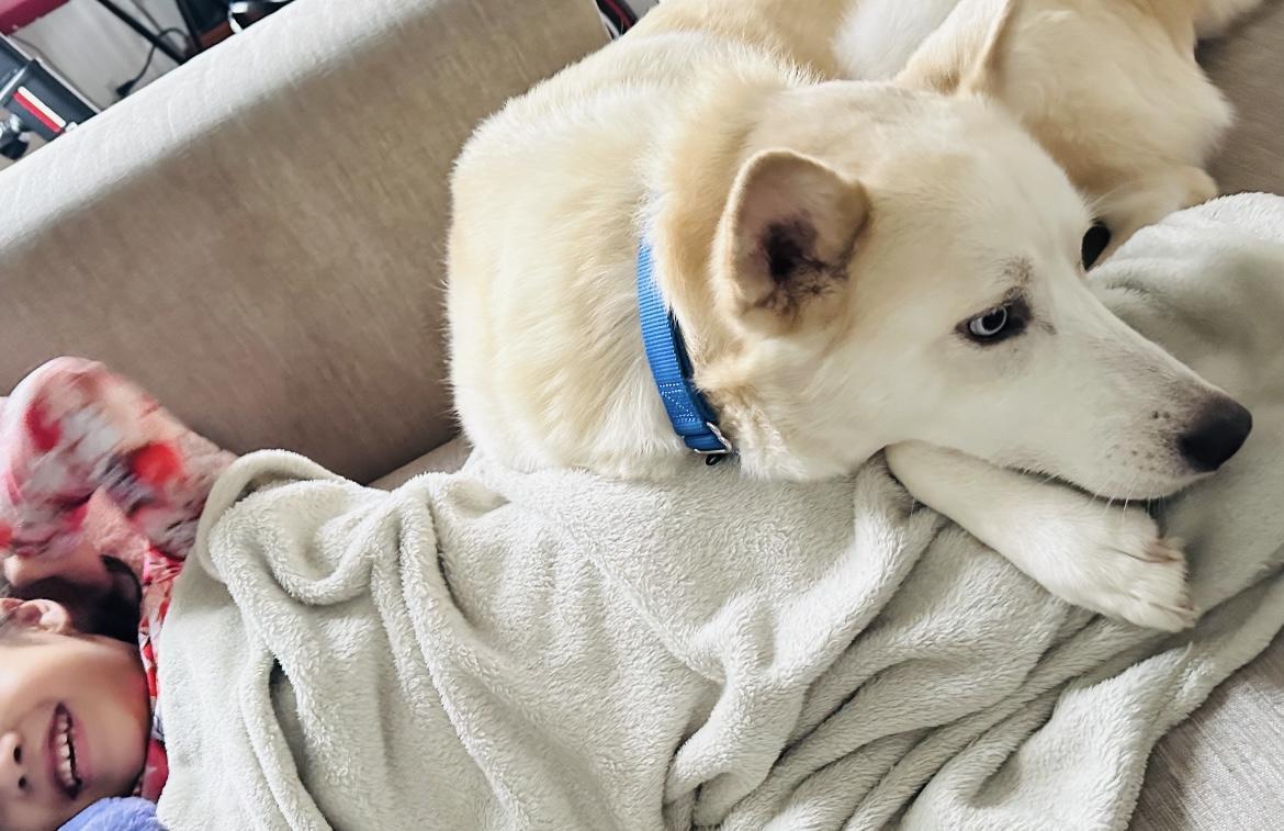 Enlarge Koda, a Adoptable mixed breed in Hagerstown, MD image 6/6