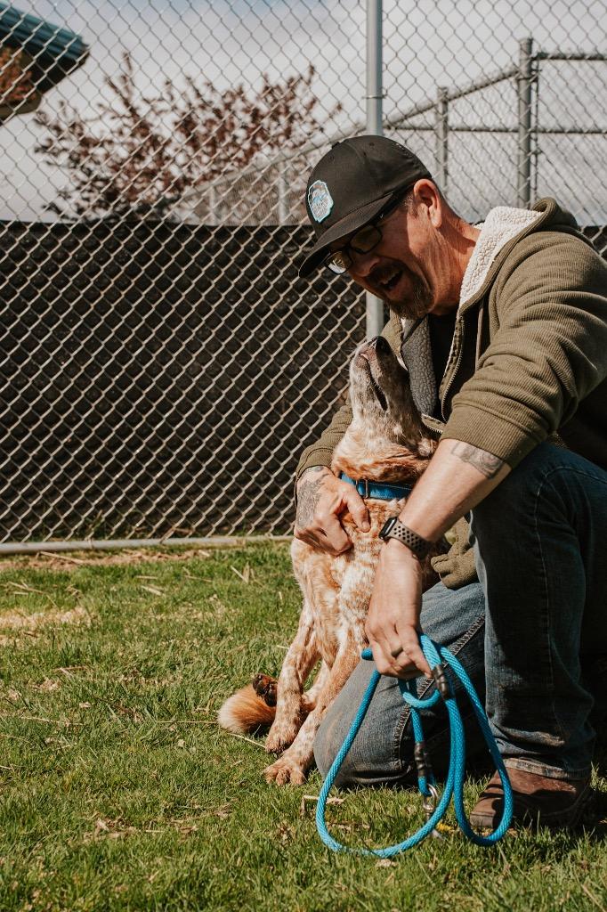 LadyBug - Sponsored by Danny, Ben & River, Adoptable, Adult Female Australian Cattle Dog / Blue Heeler & Cattle Dog.