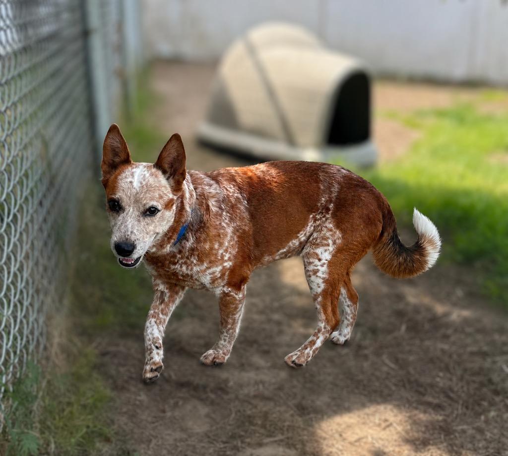 LadyBug - Sponsored by Danny, Ben & River, a Adoptable mixed breed in Newberg, OR image 2/6