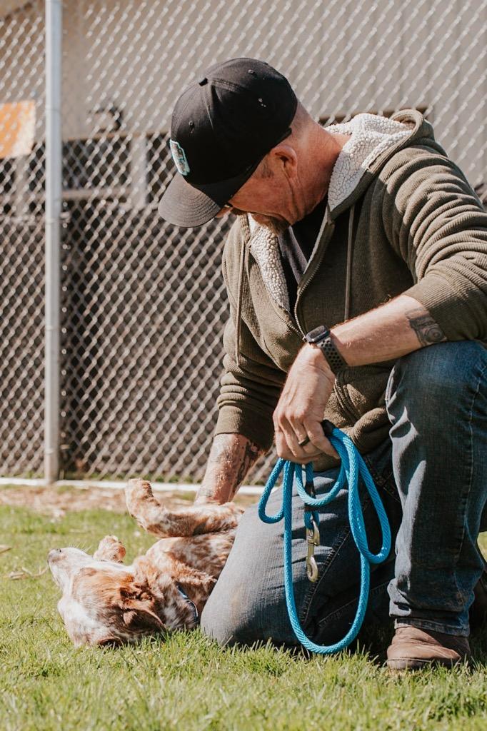 Enlarge LadyBug - Sponsored by Danny, Ben & River, a Adoptable mixed breed in Newberg, OR image 3/6