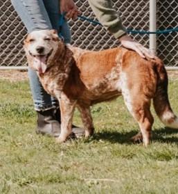 Enlarge LadyBug - Sponsored by Danny, Ben & River, a Adoptable mixed breed in Newberg, OR image 4/6
