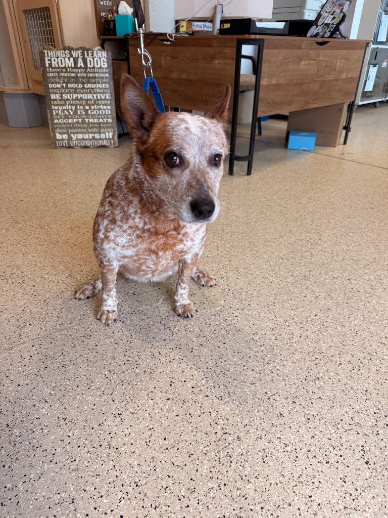 Enlarge LadyBug - Sponsored by Danny, Ben & River, a Adoptable mixed breed in Newberg, OR image 5/6