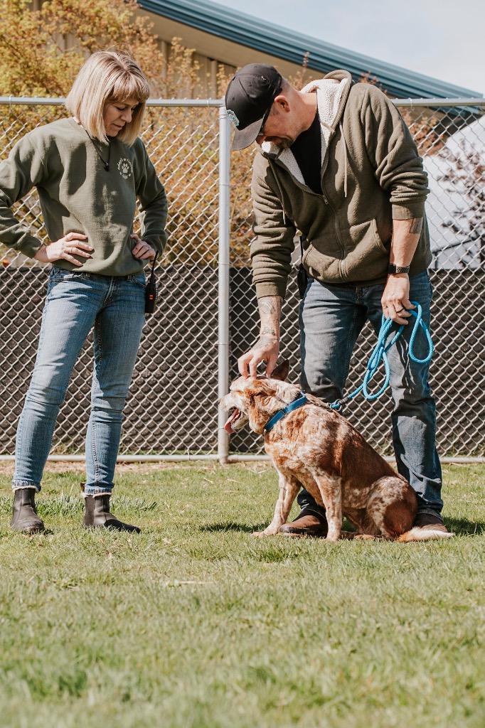 Enlarge LadyBug - Sponsored by Danny, Ben & River, a Adoptable mixed breed in Newberg, OR image 6/6
