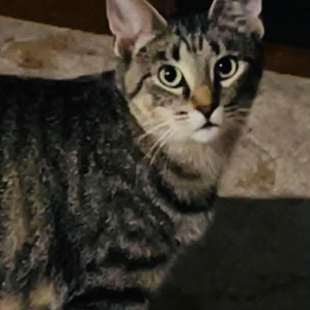 Enlarge Nina, a Adoptable Domestic Short Hair in Chicago, IL image 1/1