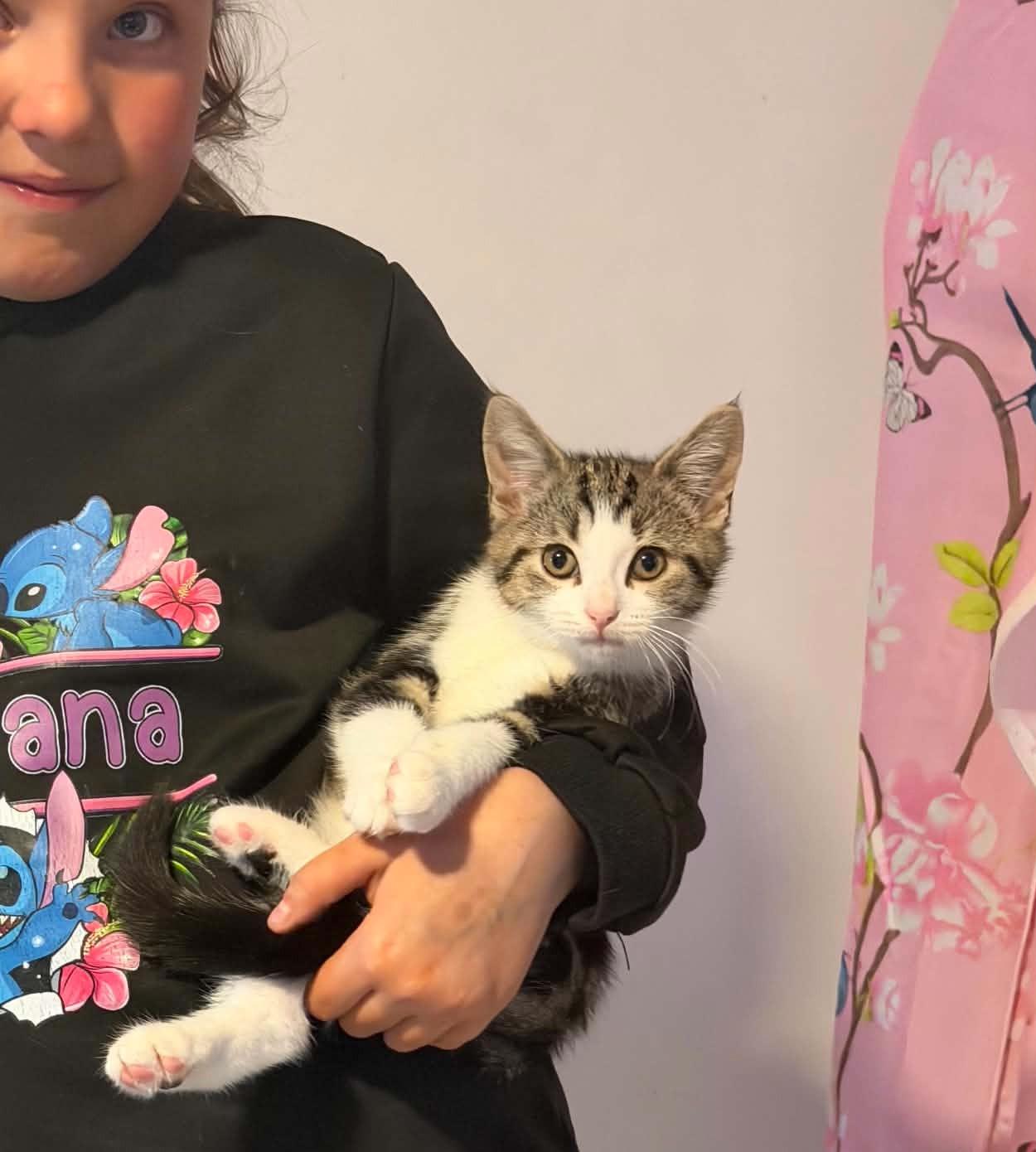 Enlarge Agata, a ADOPTABLE mixed breed in Chertsey, QC image 6/6