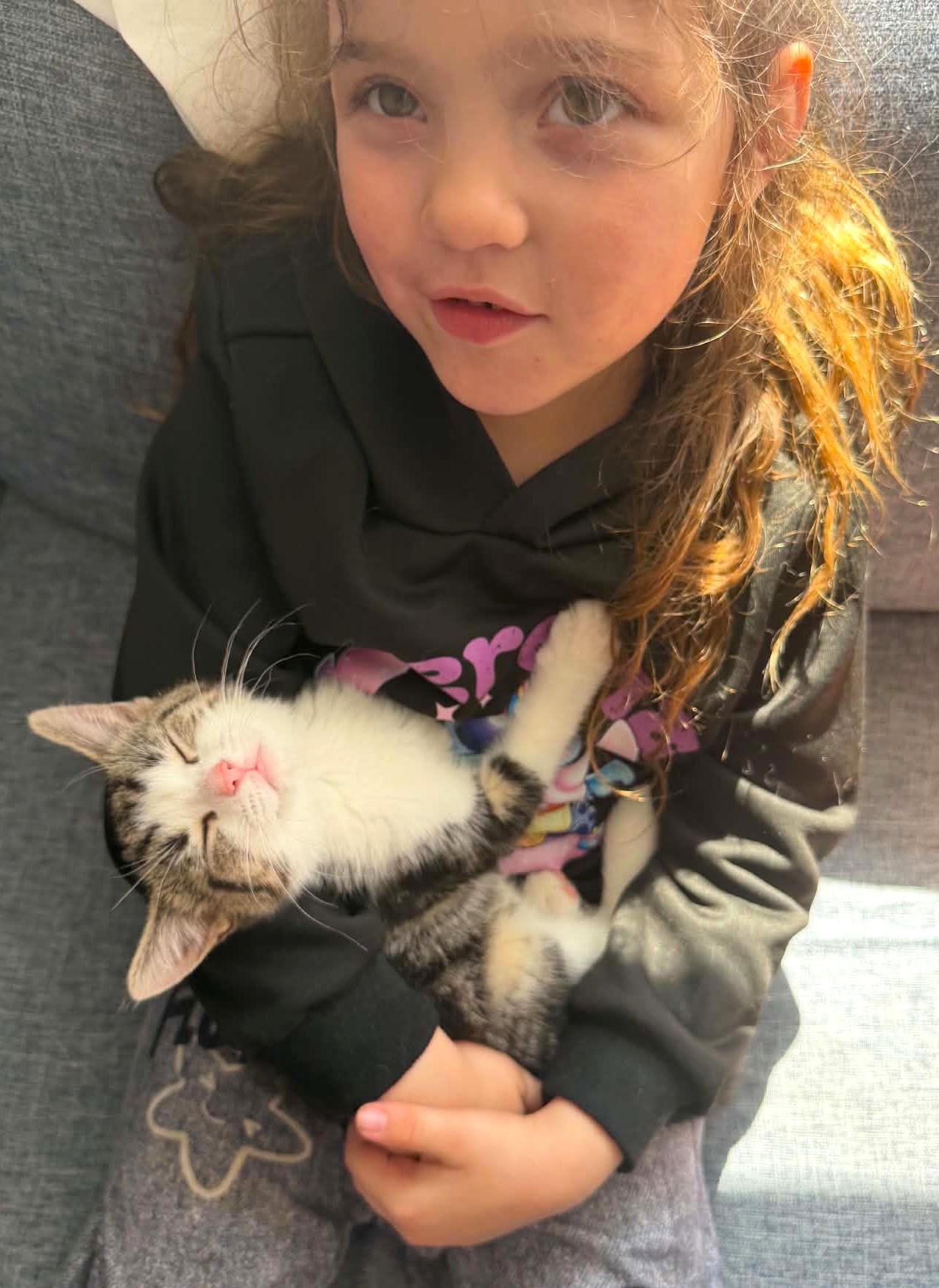 Agata, ADOPTABLE, Kitten Female Domestic Short Hair & Tabby.