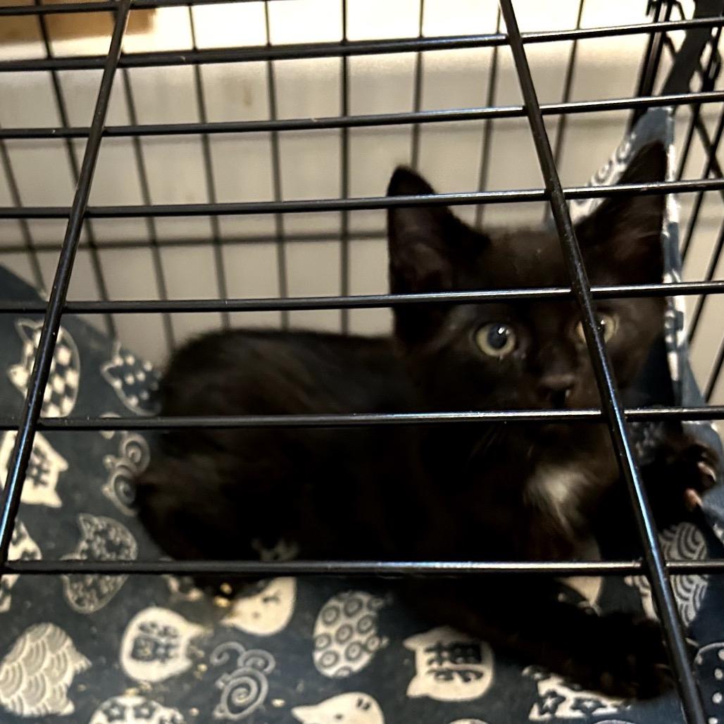 Moon, Adoptable, Kitten Male Domestic Short Hair.