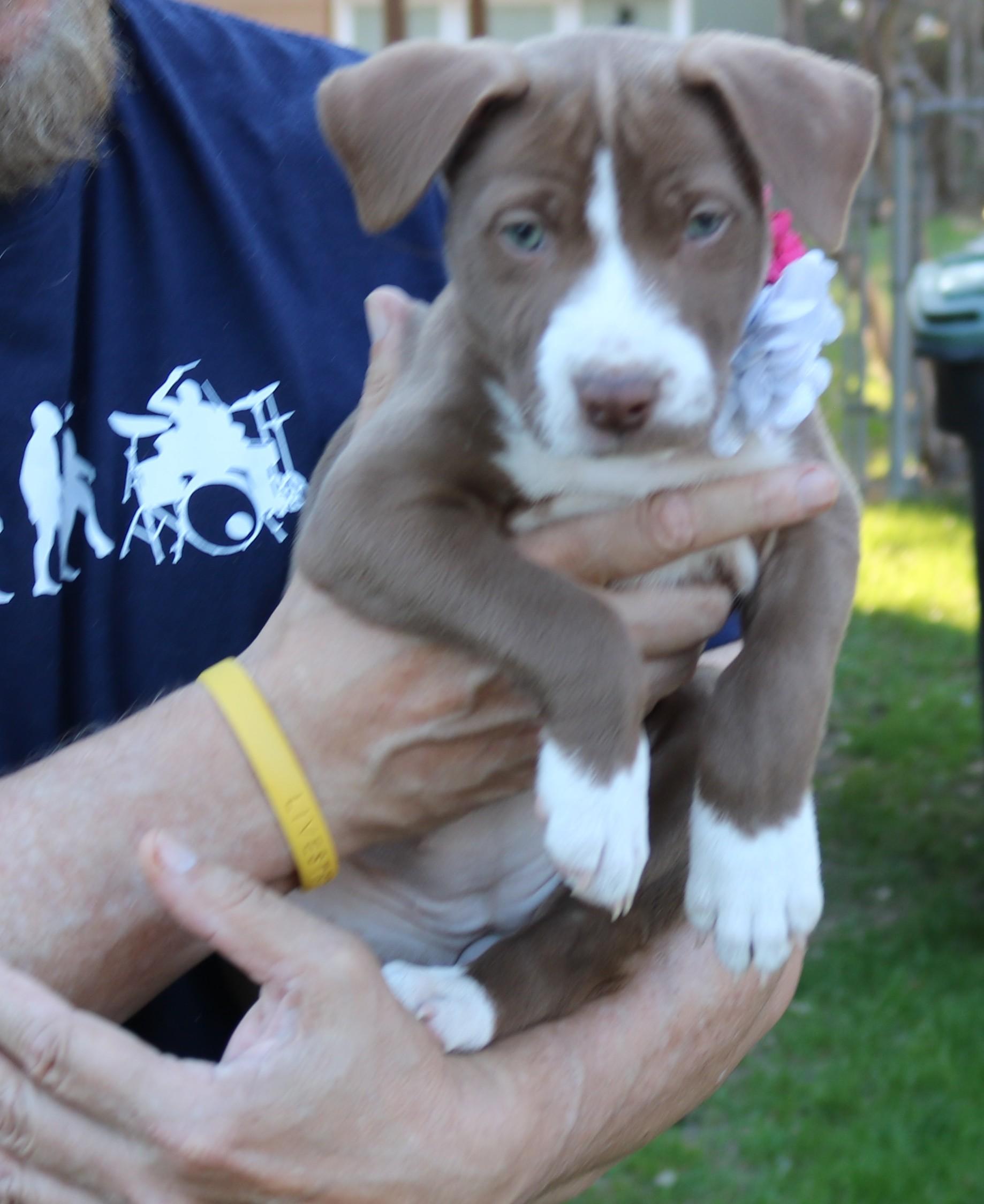 Nala, adopted, Puppy Female Pit Bull Terrier.