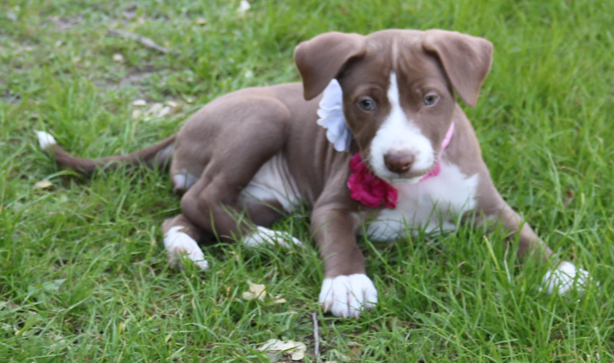 Enlarge Nala, an adopted Pit Bull Terrier in Bandera, TX image 4/4