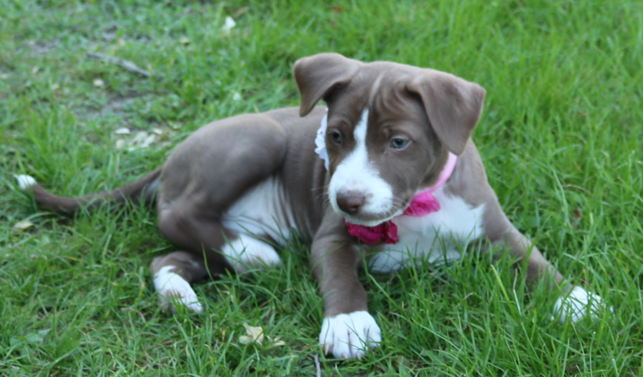Enlarge Nala, an adopted Pit Bull Terrier in Bandera, TX image 3/4