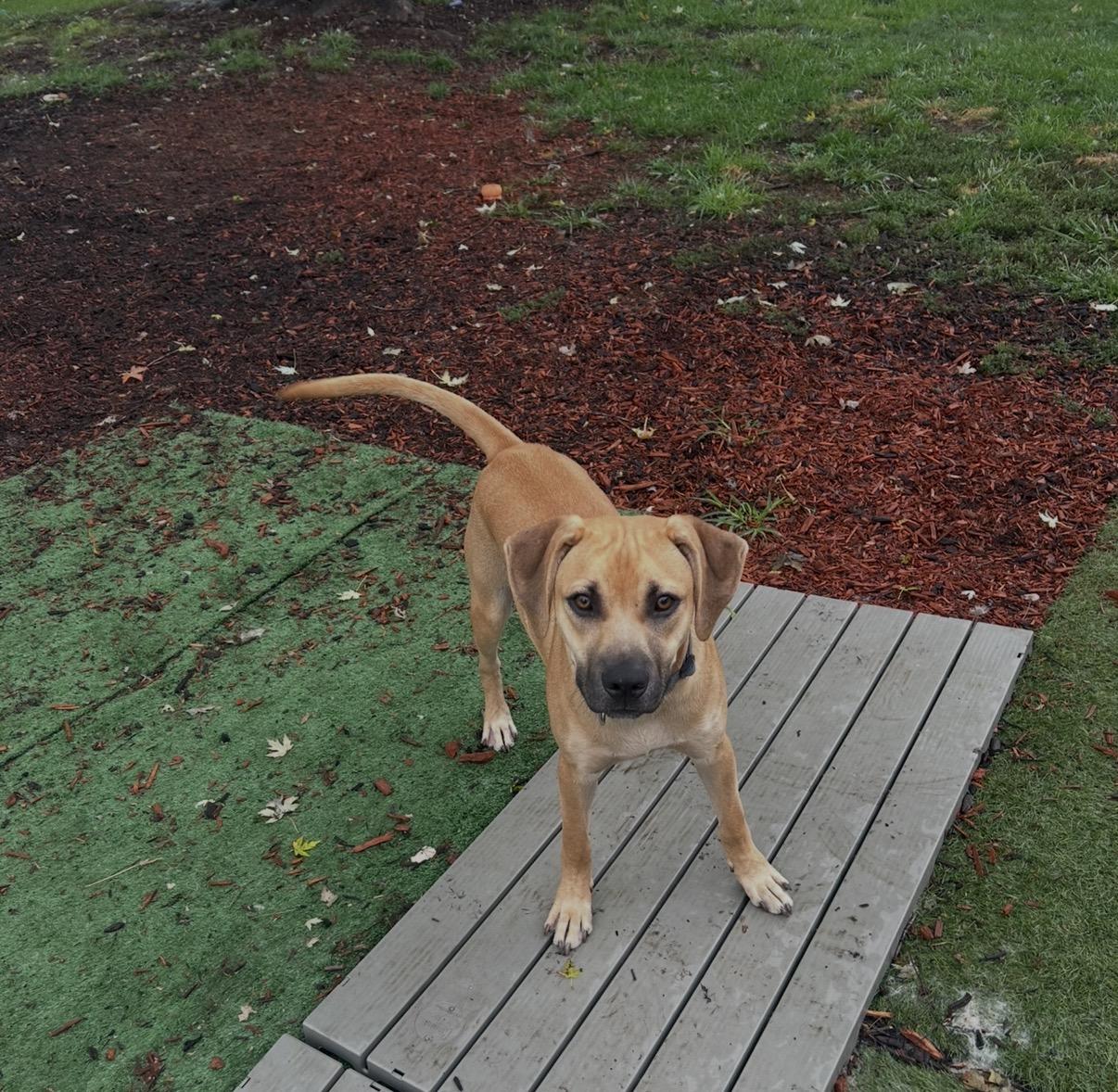 Starsky, ADOPTABLE, Young Male Boxer & German Shepherd Dog.