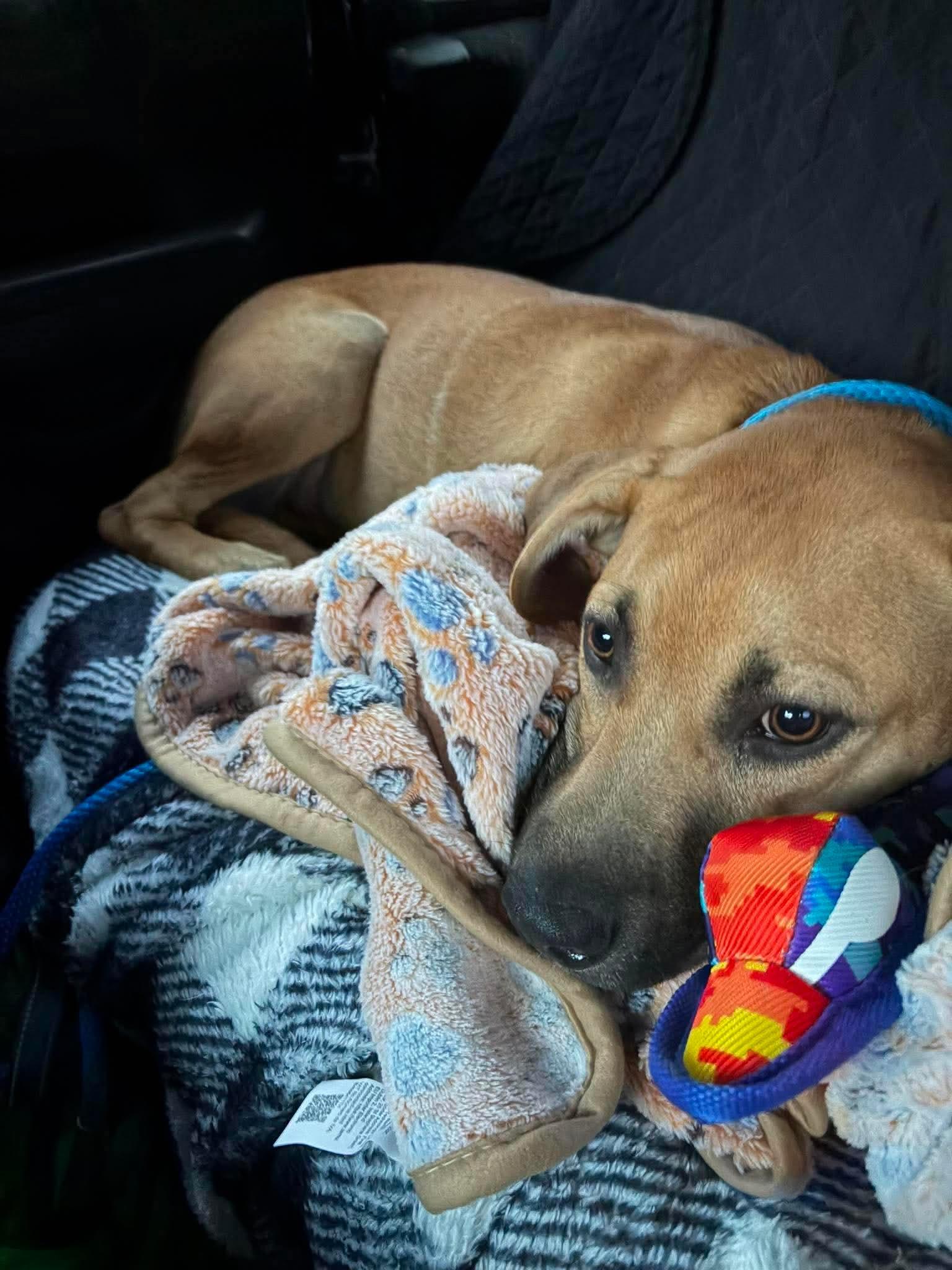 Enlarge Starsky, a ADOPTABLE mixed breed in Harrisburg, PA image 2/3