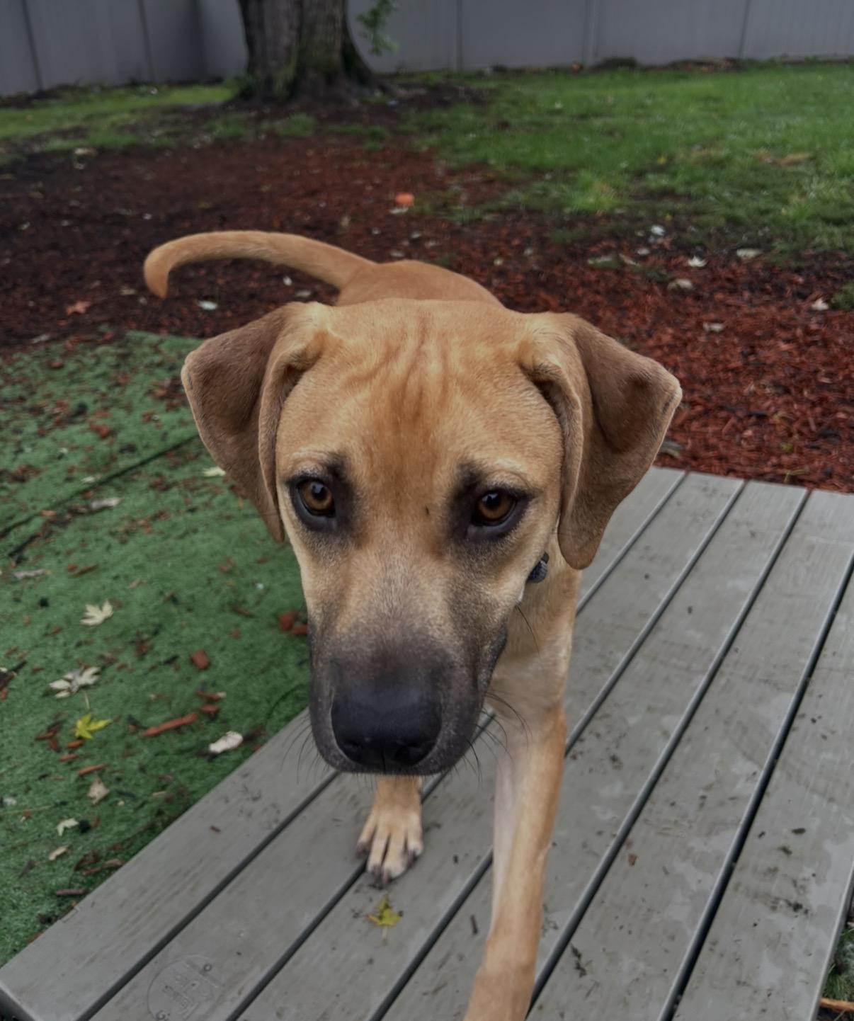 Enlarge Starsky, a ADOPTABLE mixed breed in Harrisburg, PA image 3/3