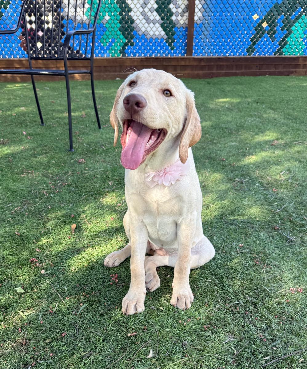 Enlarge Tilly, a Adopted Labrador Retriever in Temecula, CA image 3/3