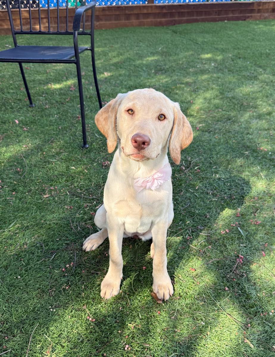 Tilly, Adopted, Young Female Labrador Retriever.