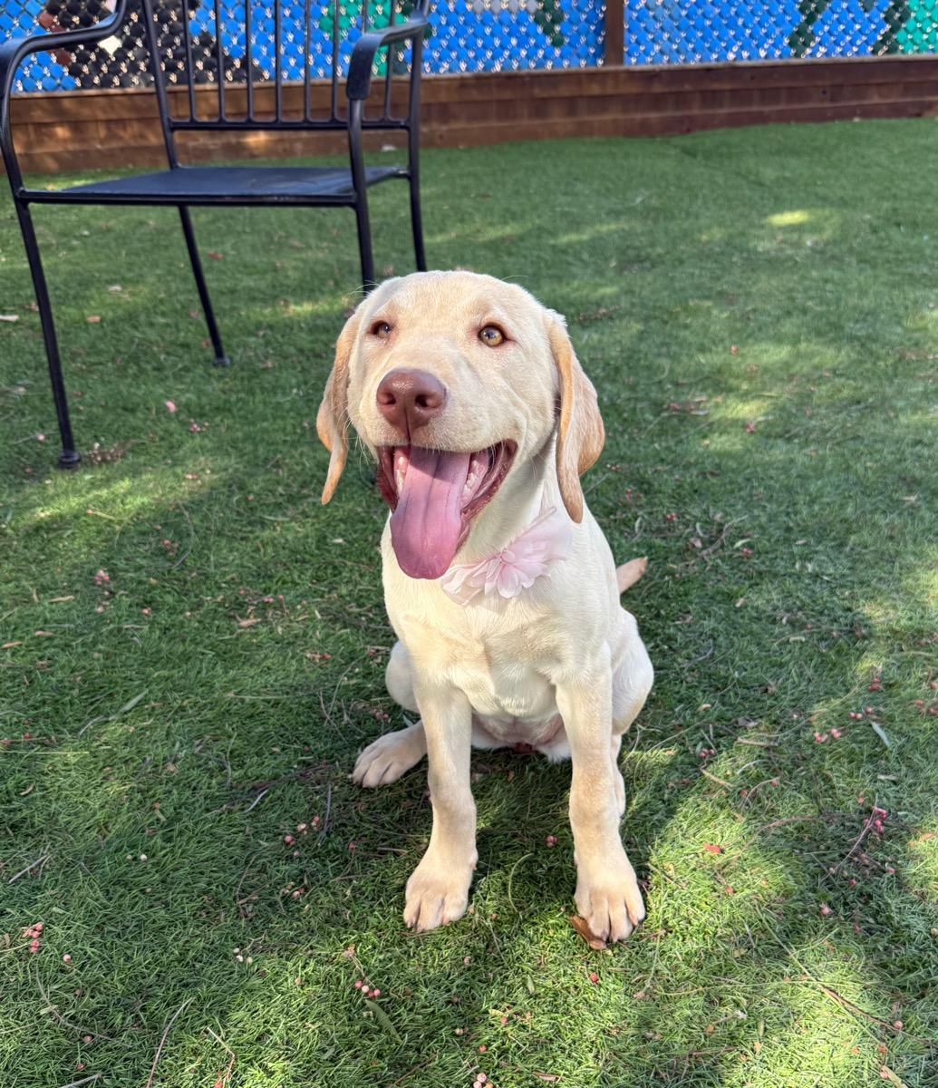 Enlarge Tilly, a Adopted Labrador Retriever in Temecula, CA image 2/3