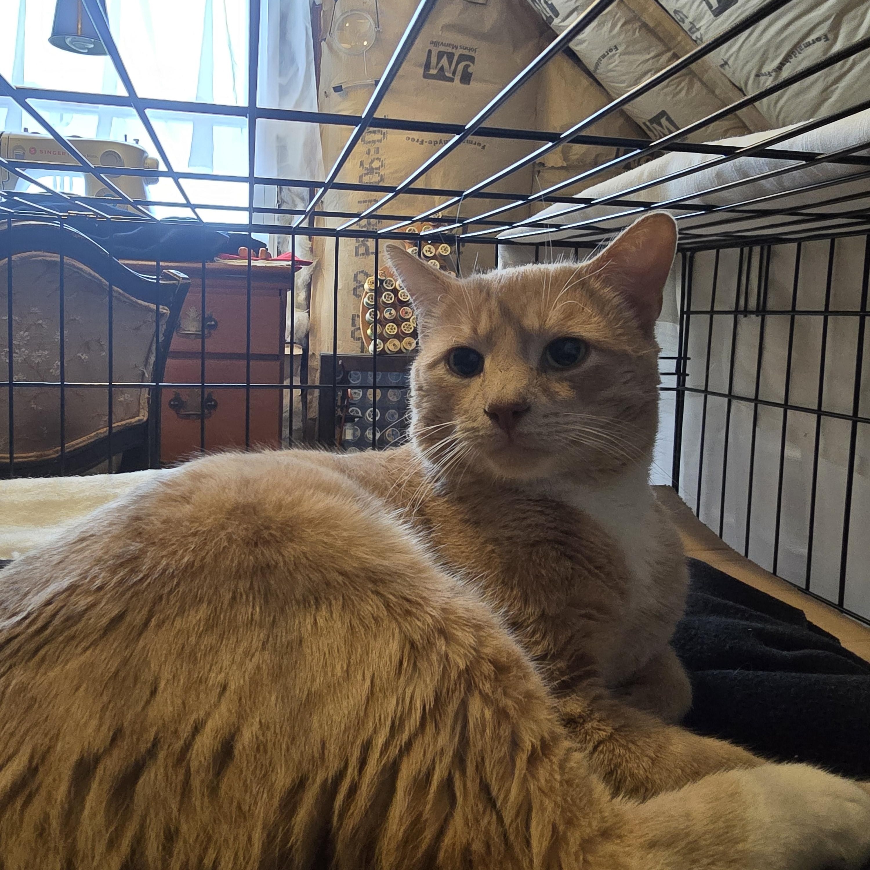 Enlarge Nubbin, a ADOPTABLE Domestic Short Hair in Perth Amboy , NJ image 4/6