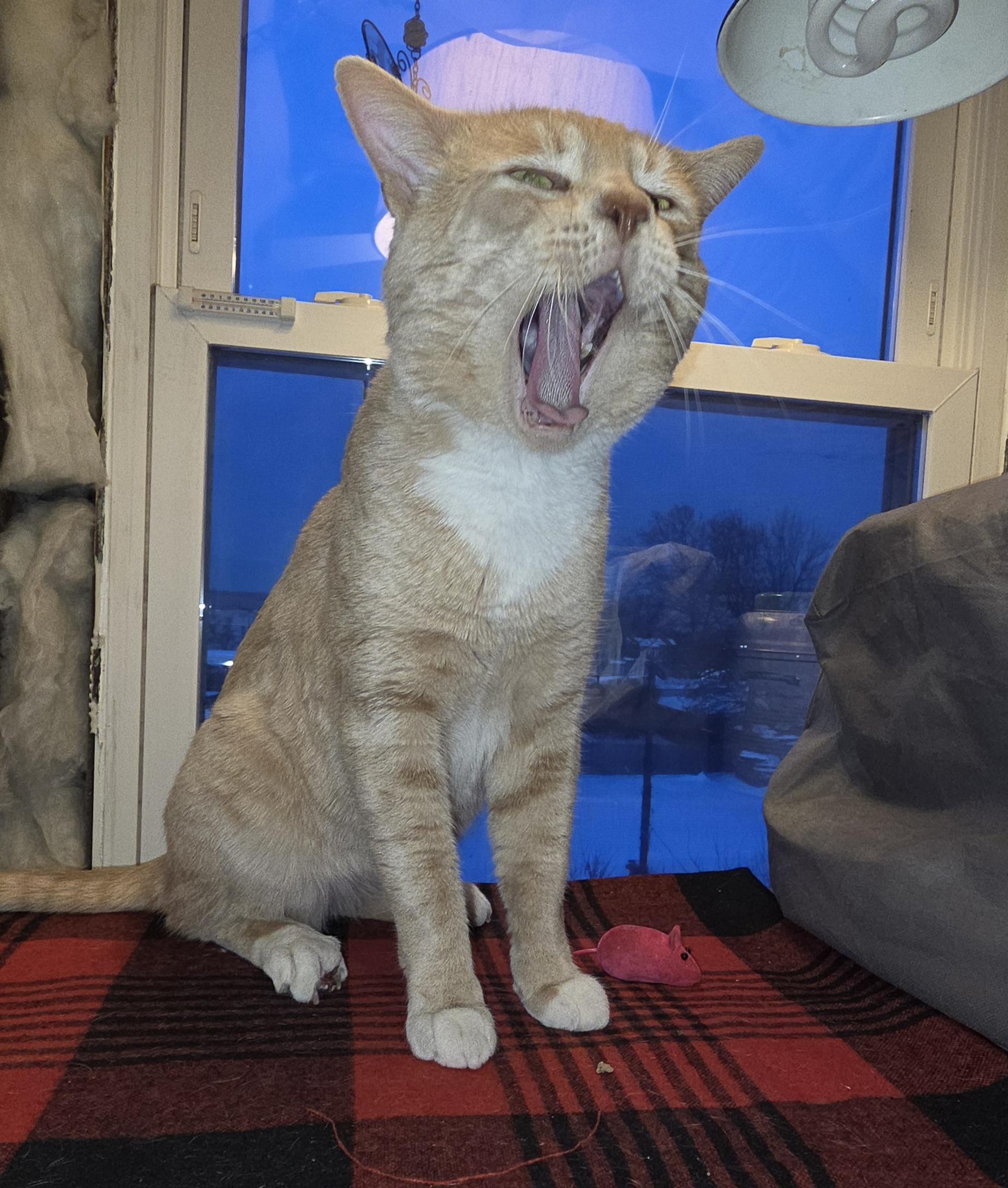 Enlarge Nubbin, a ADOPTABLE Domestic Short Hair in Perth Amboy , NJ image 3/6