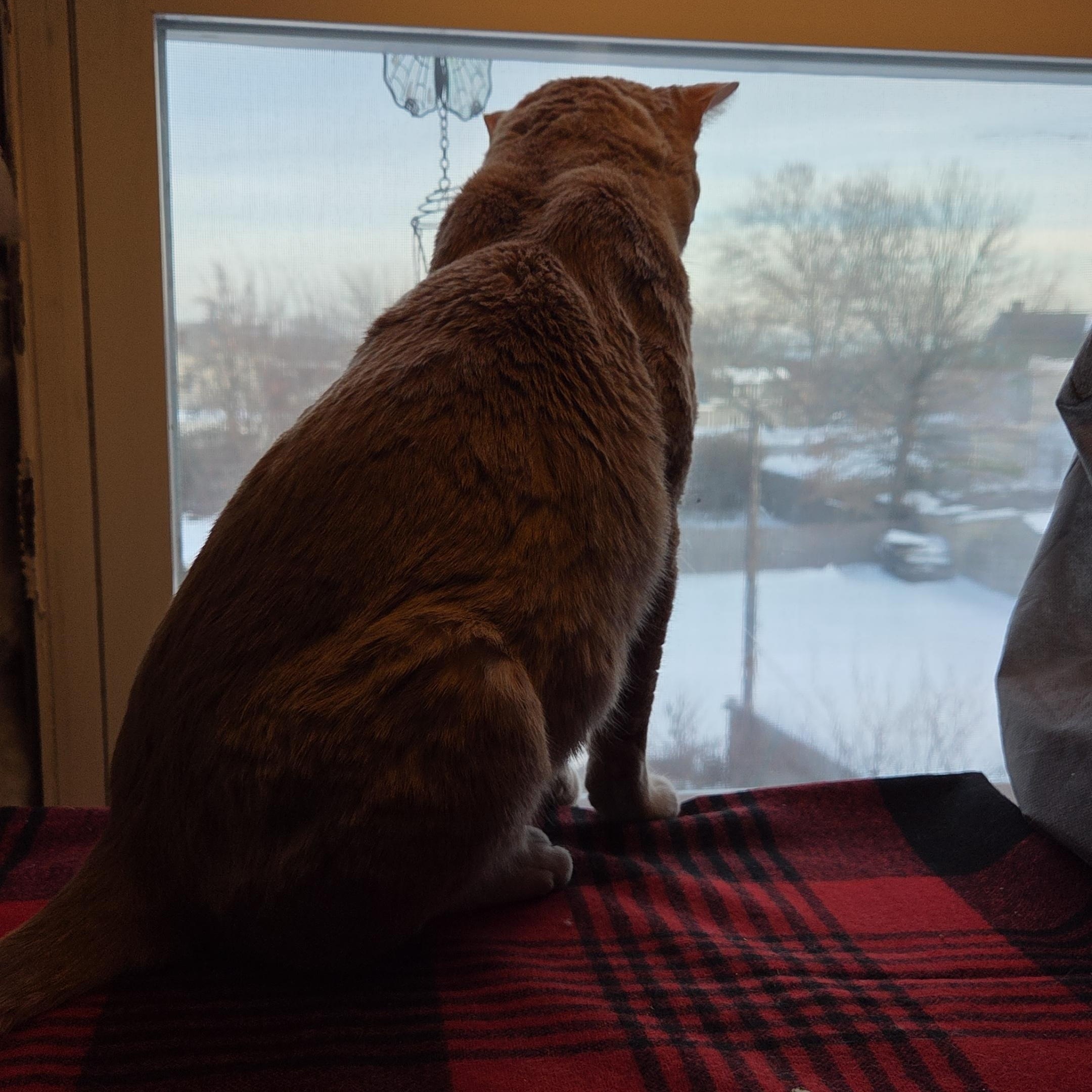 Enlarge Nubbin, a ADOPTABLE Domestic Short Hair in Perth Amboy , NJ image 5/6