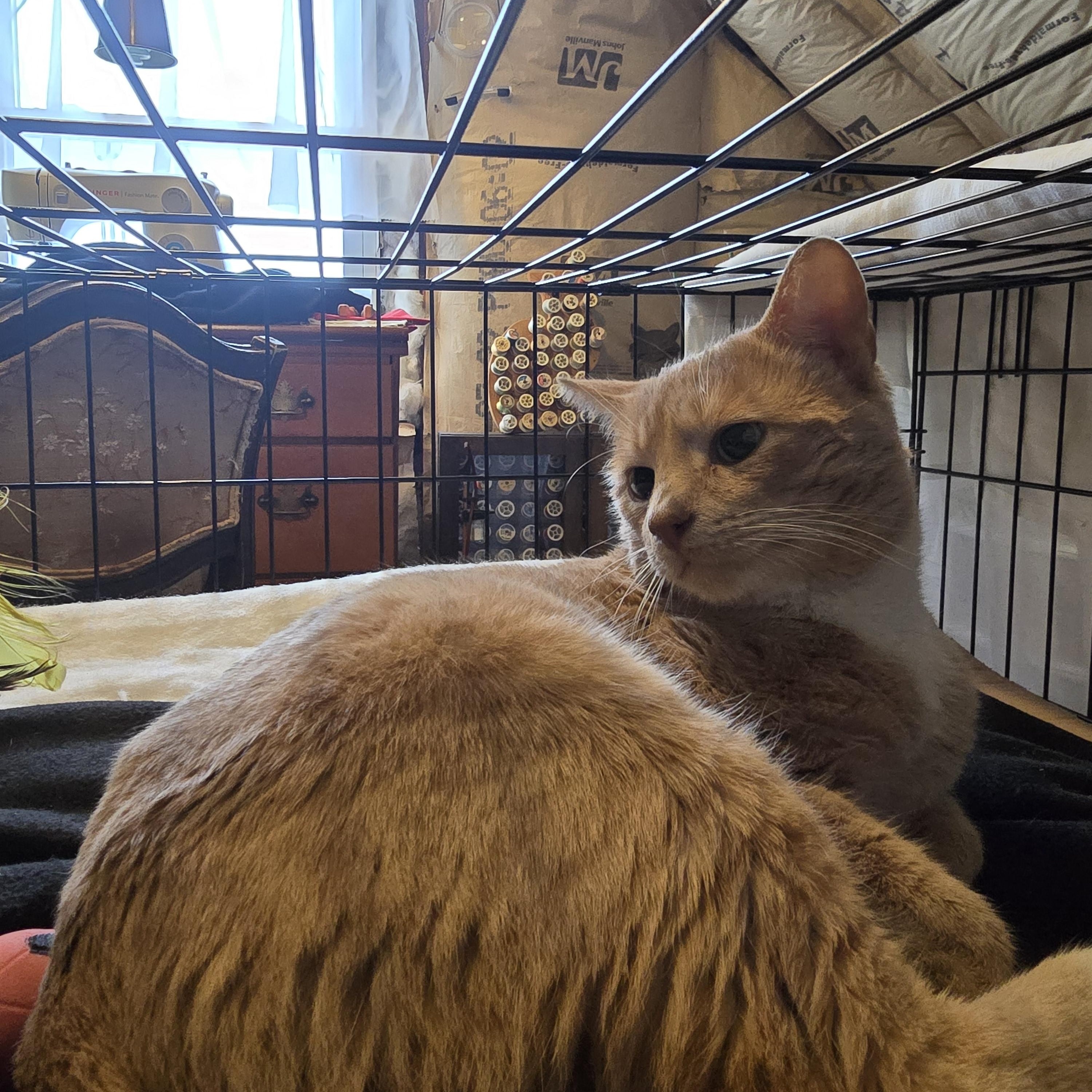 Enlarge Nubbin, a ADOPTABLE Domestic Short Hair in Perth Amboy , NJ image 6/6