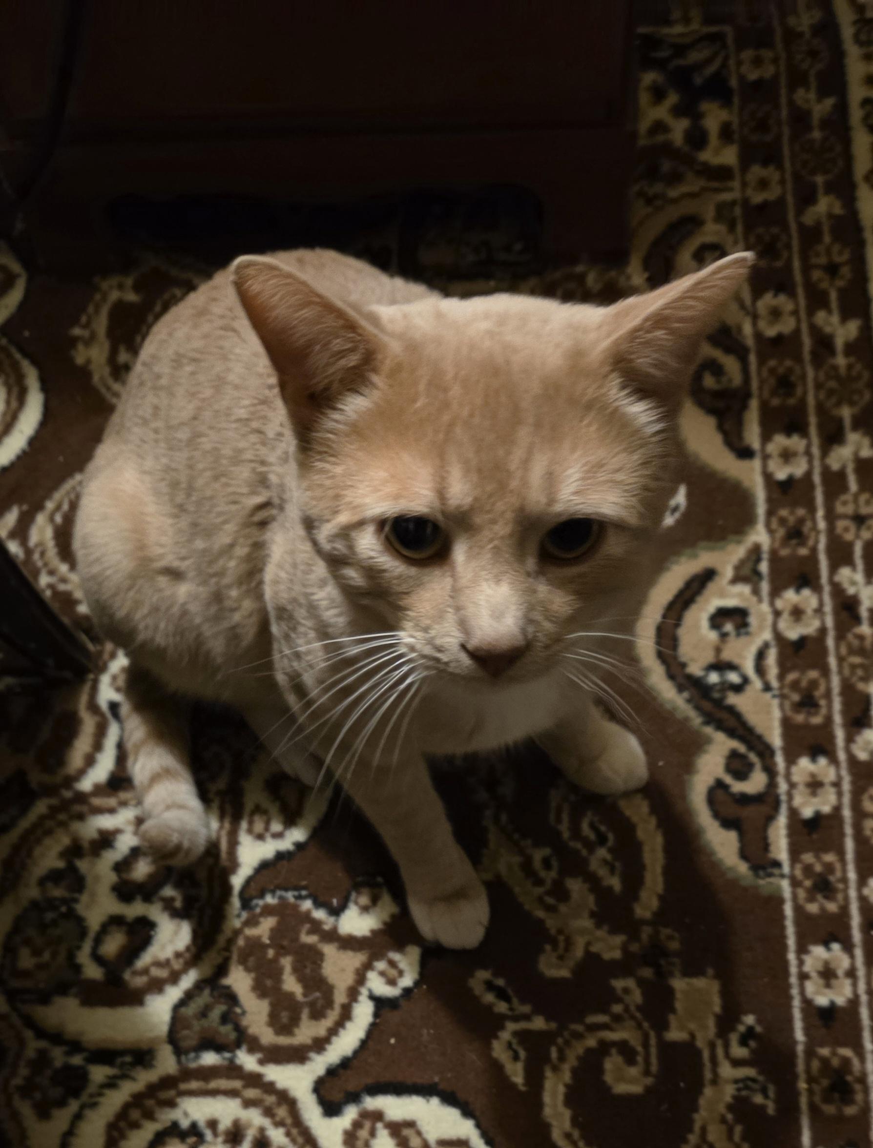 Enlarge Nubbin, a ADOPTABLE Domestic Short Hair in Perth Amboy , NJ image 2/6