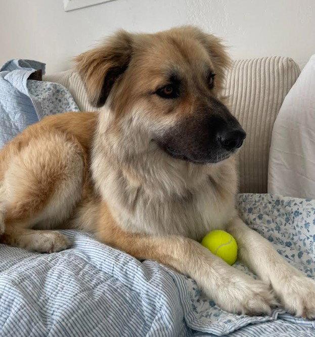 Abby - Courtesy Post, a Adoptable mixed breed in San Diego, CA image 3/3