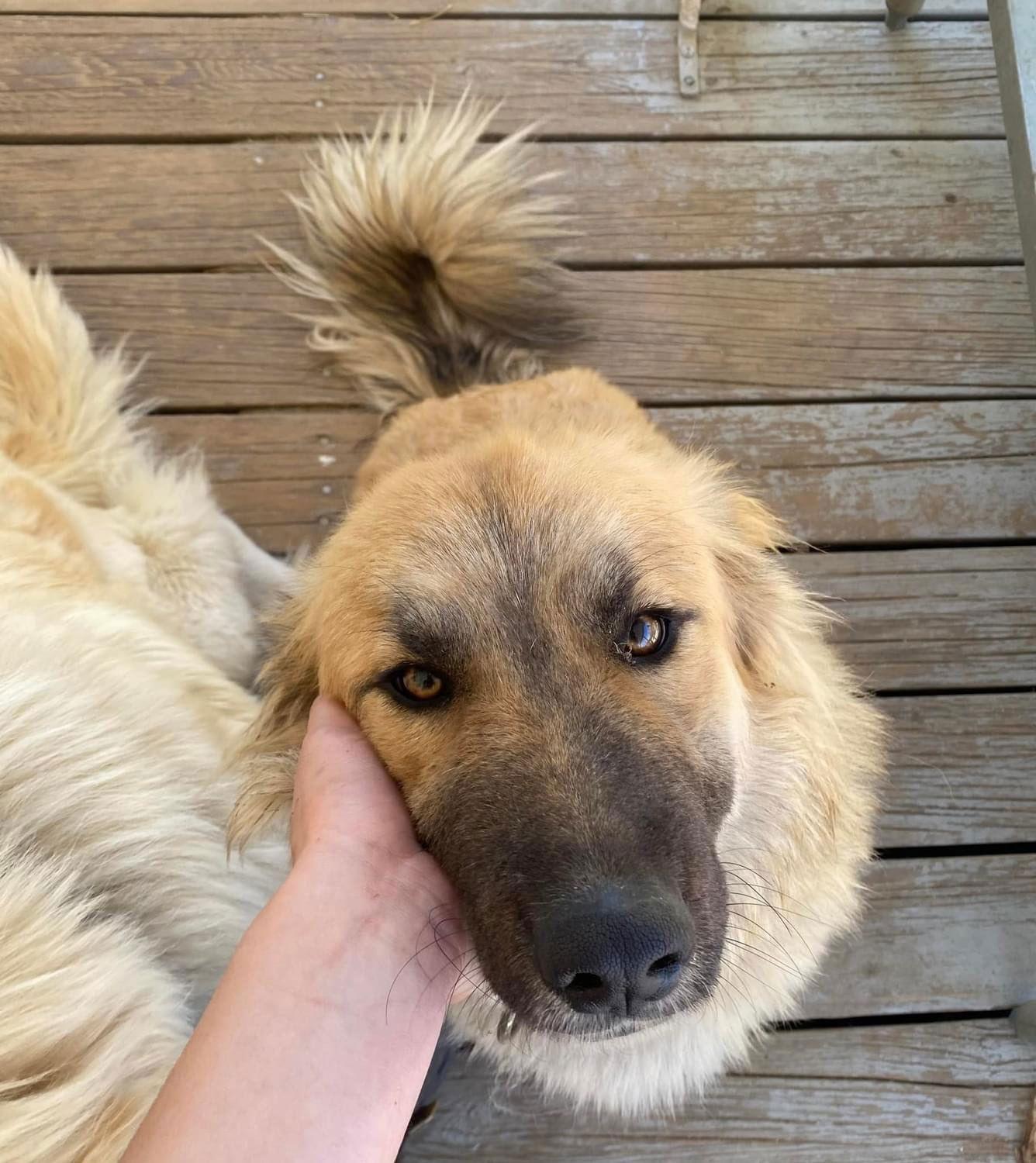 Enlarge Abby - Courtesy Post, a Adoptable mixed breed in San Diego, CA image 3/3