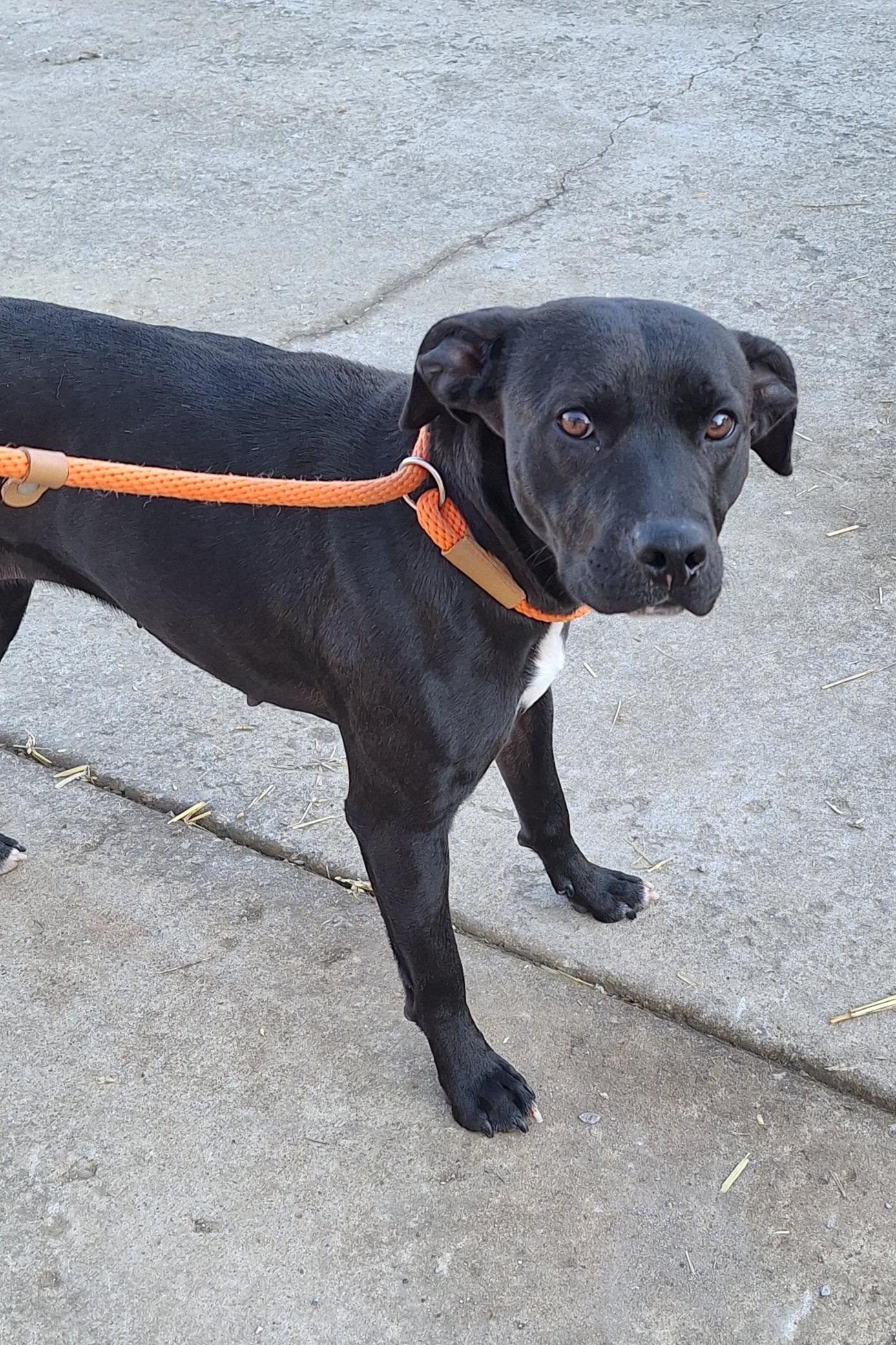 Enlarge Camille, a Adoptable mixed breed in Stanton, KY image 2/6
