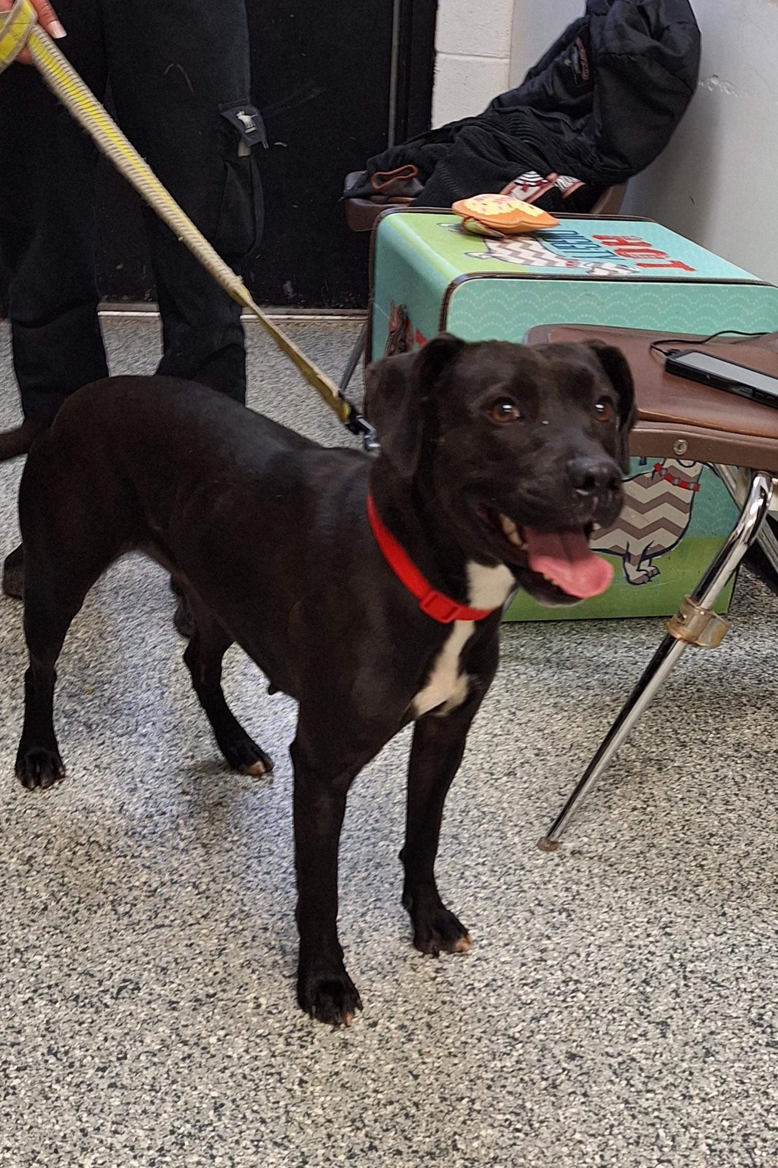 Enlarge Camille, a Adoptable mixed breed in Stanton, KY image 5/6