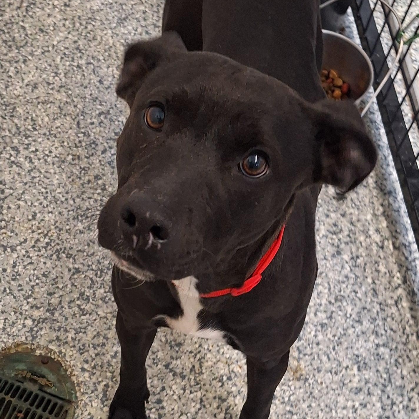 Camille, Adoptable, Adult Female Black Labrador Retriever & Terrier.