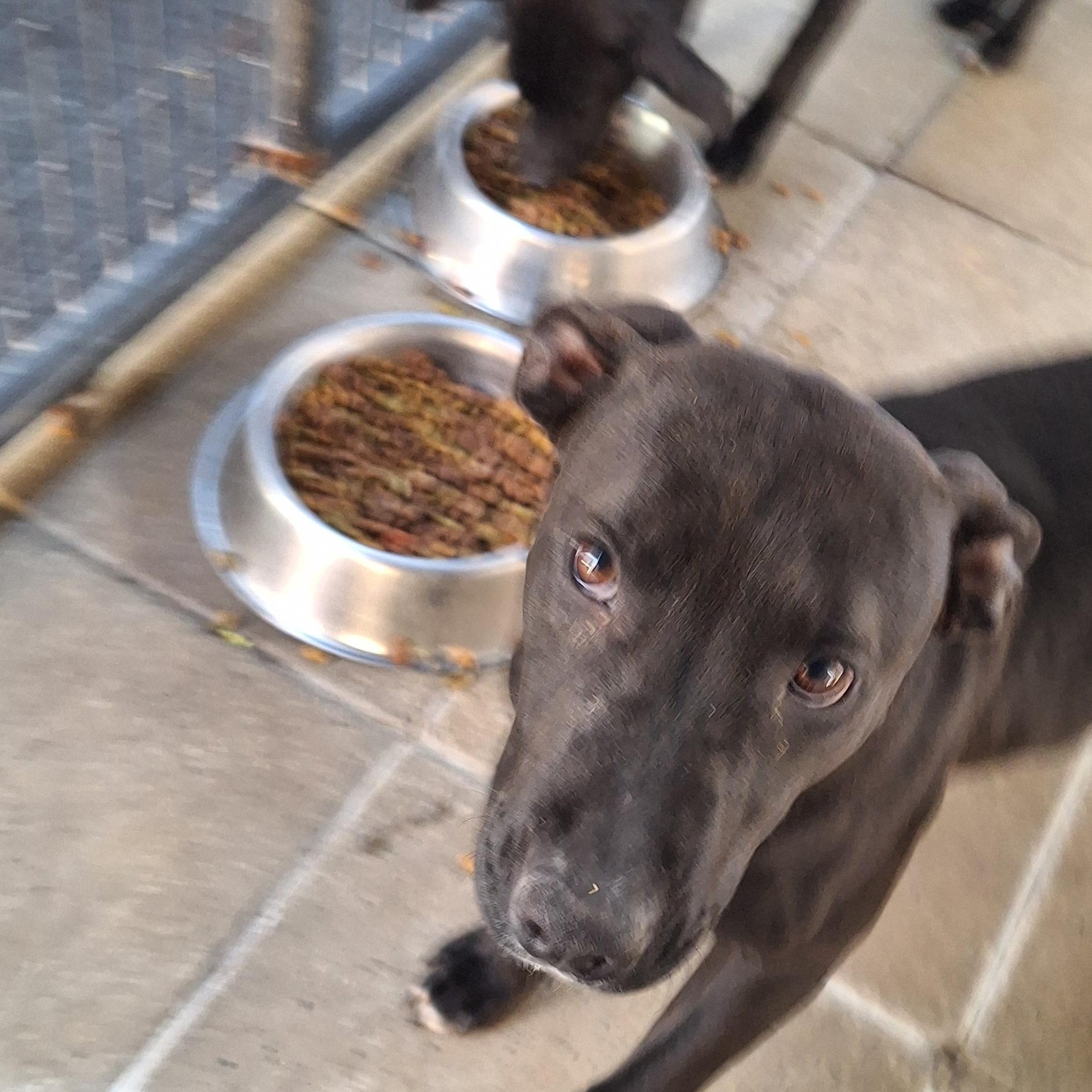 Camille, a Adoptable mixed breed in Stanton, KY image 6/6