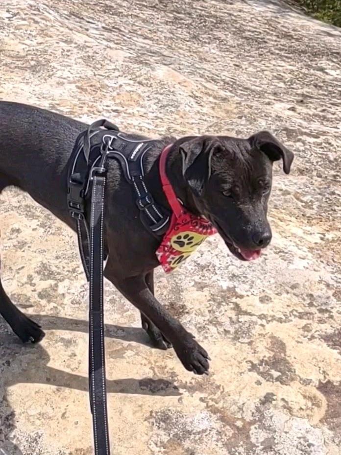 Camille - sponsored!, adoptable, Adult Female Mixed Breed & Terrier.