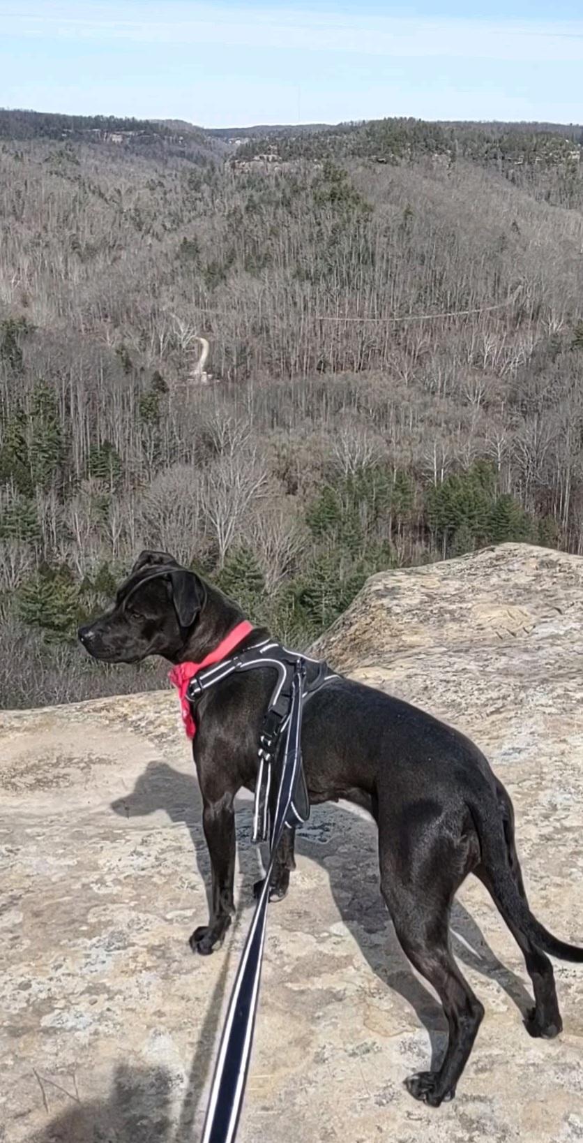 Enlarge Camille - sponsored!, an adopted mixed breed in Stanton, KY image 6/6