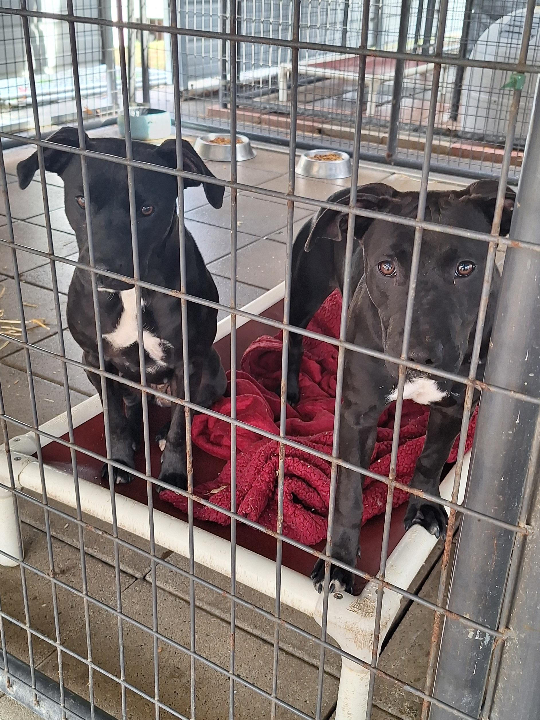 Camille, a Adoptable mixed breed in Stanton, KY image 2/6