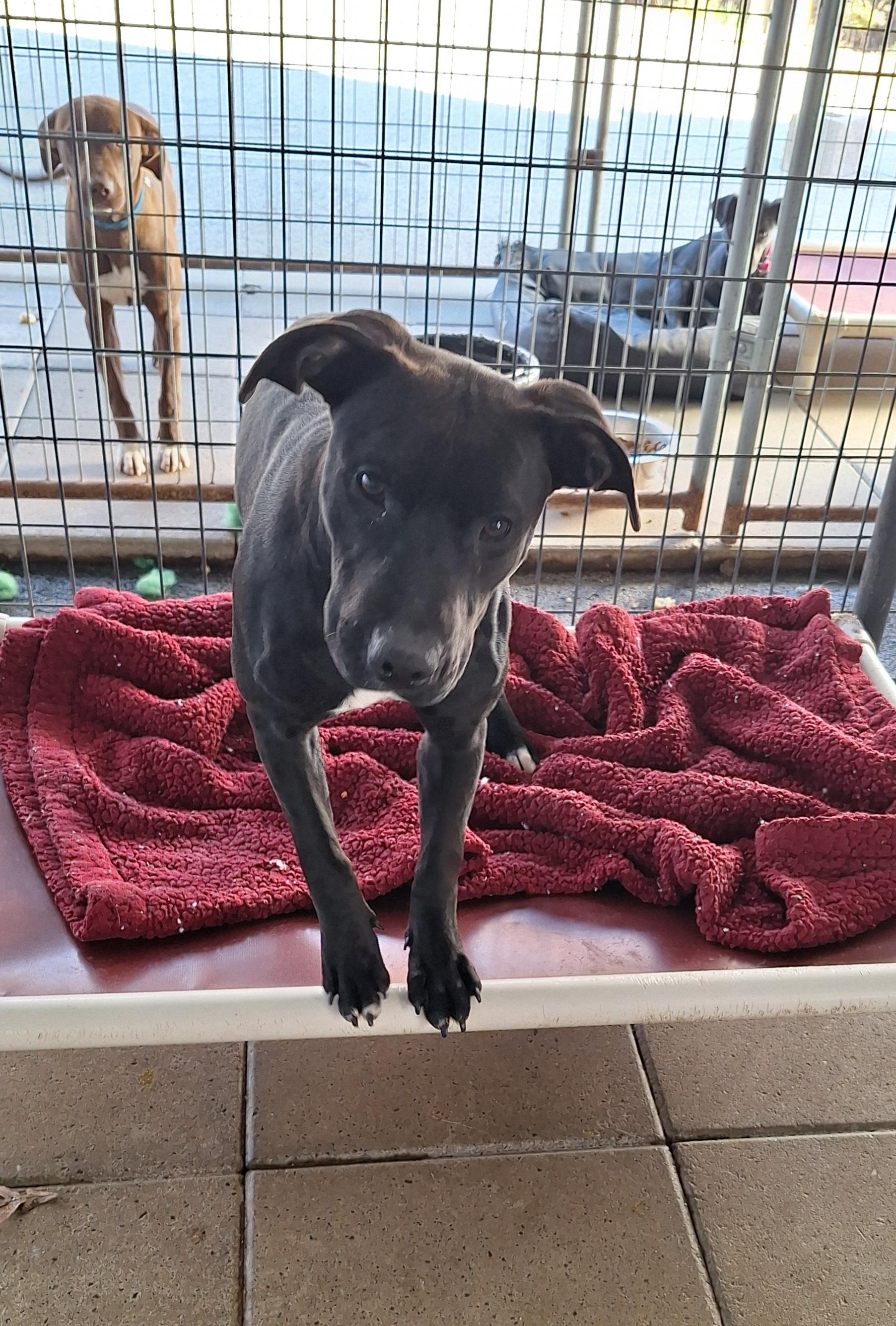 Camille, a Adoptable mixed breed in Stanton, KY image 1/6