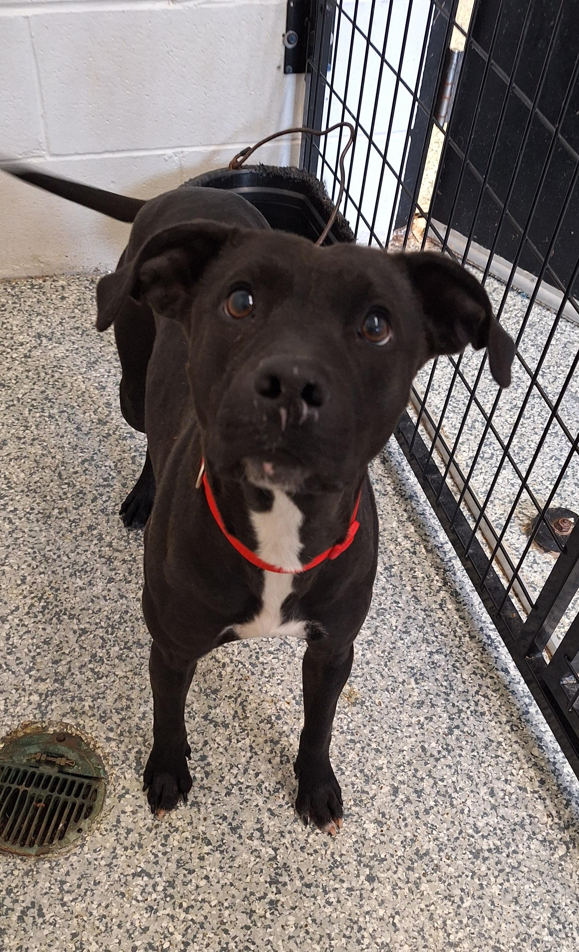 Enlarge Camille, a Adoptable mixed breed in Stanton, KY image 6/6