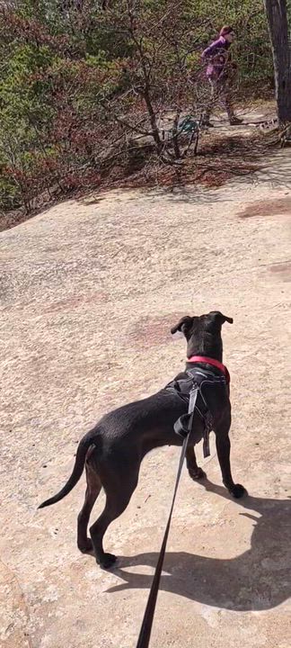 Enlarge Camille - sponsored!, an adopted mixed breed in Stanton, KY video 5/6