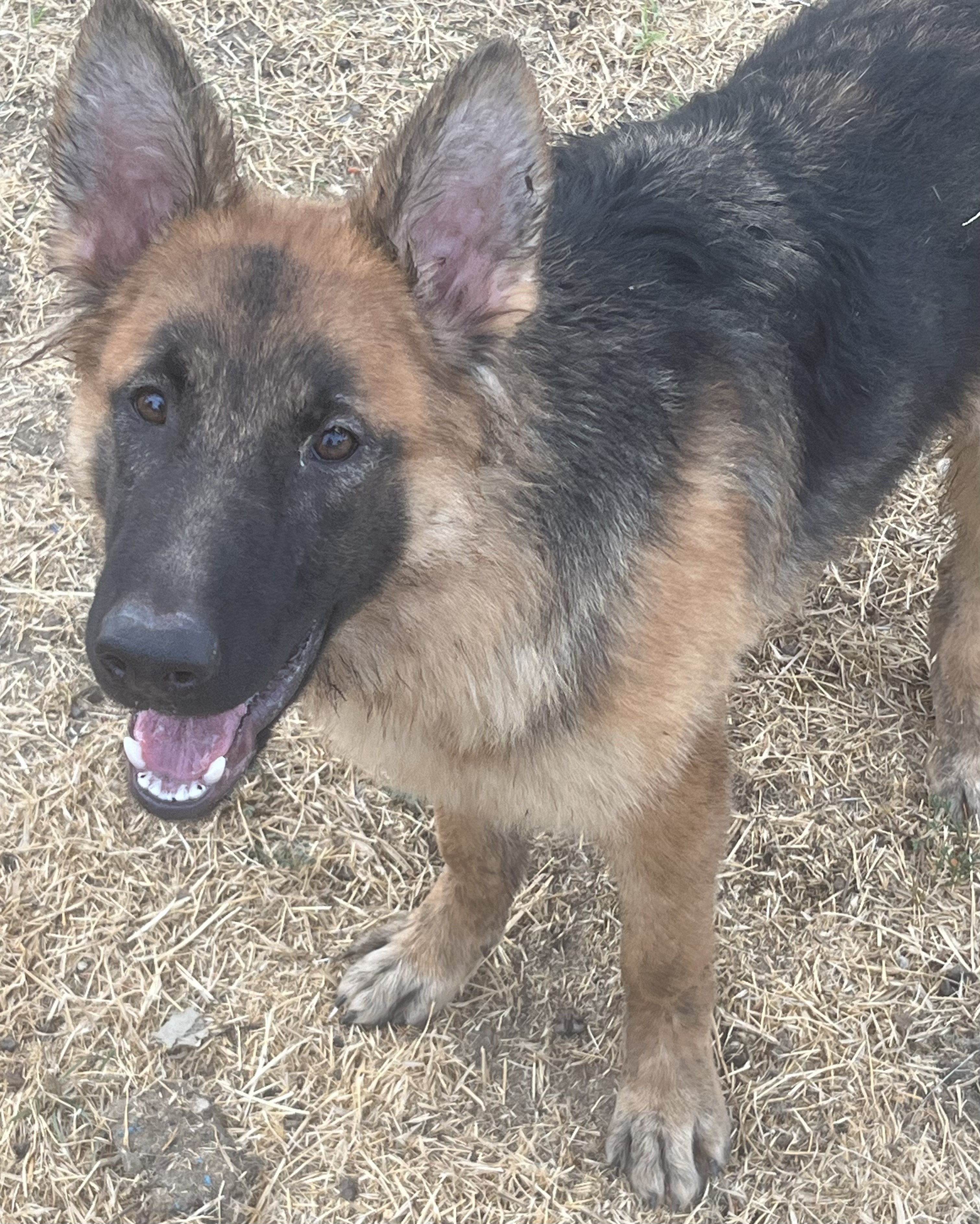 Dog for adoption Teddy, a German Shepherd Dog in Yuba City, CA