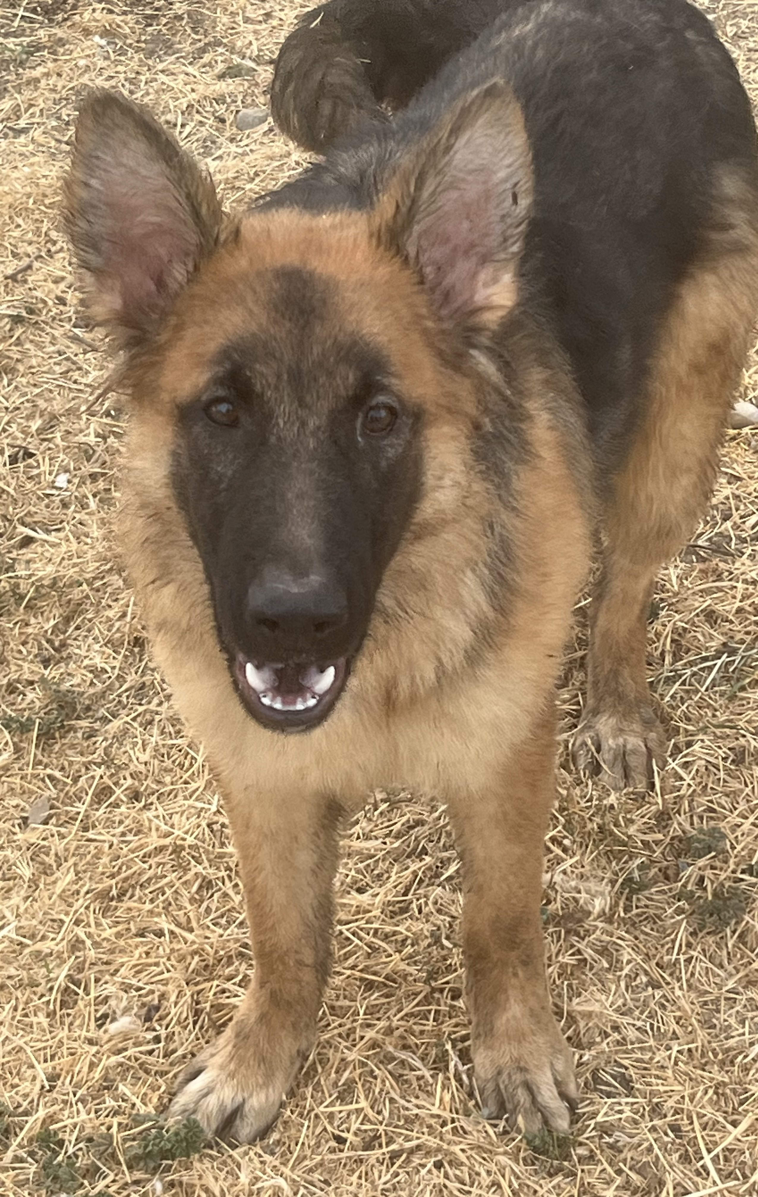 Dog for adoption Teddy, a German Shepherd Dog in Yuba City, CA