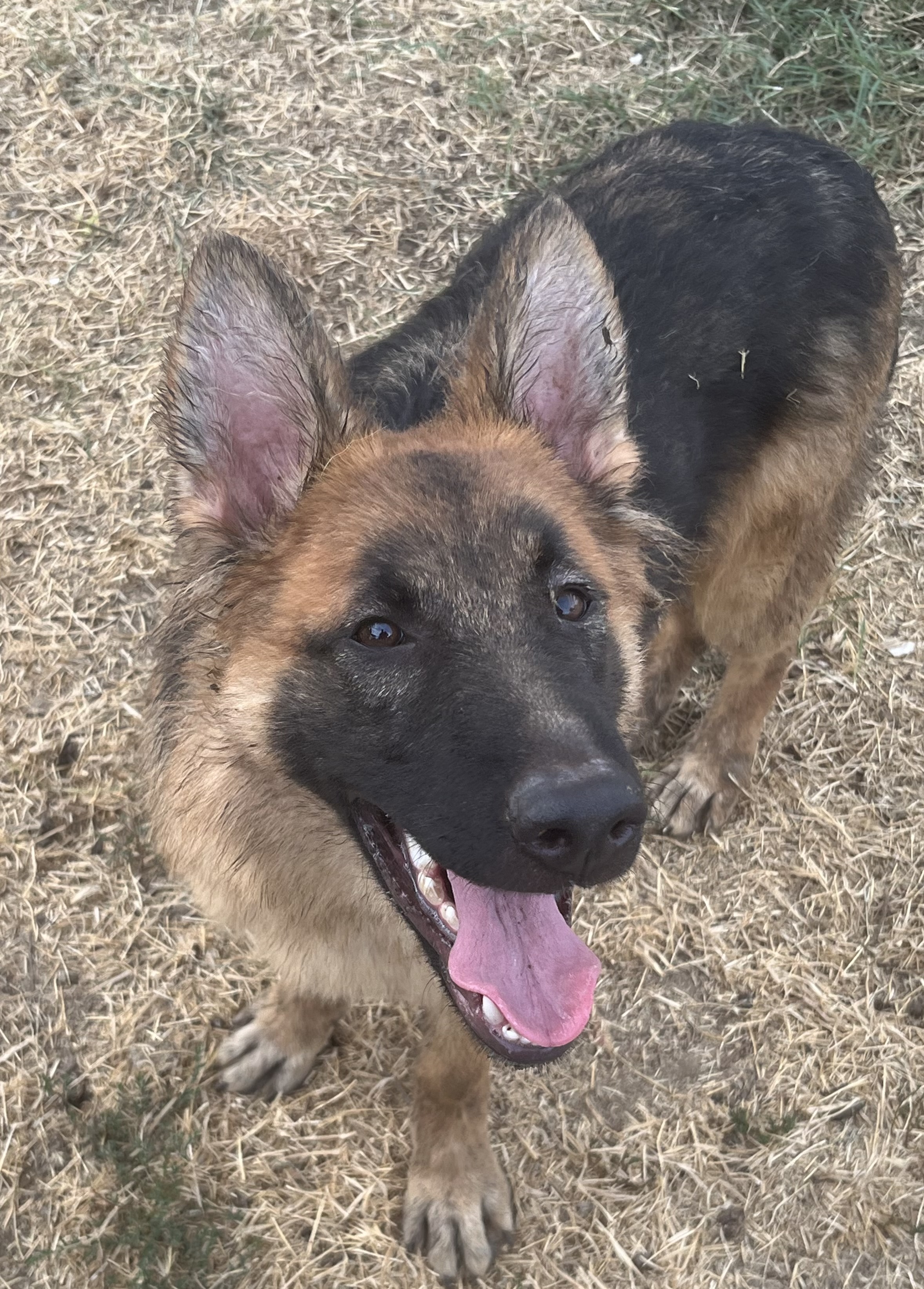 Dog for adoption Teddy, a German Shepherd Dog in Yuba City, CA