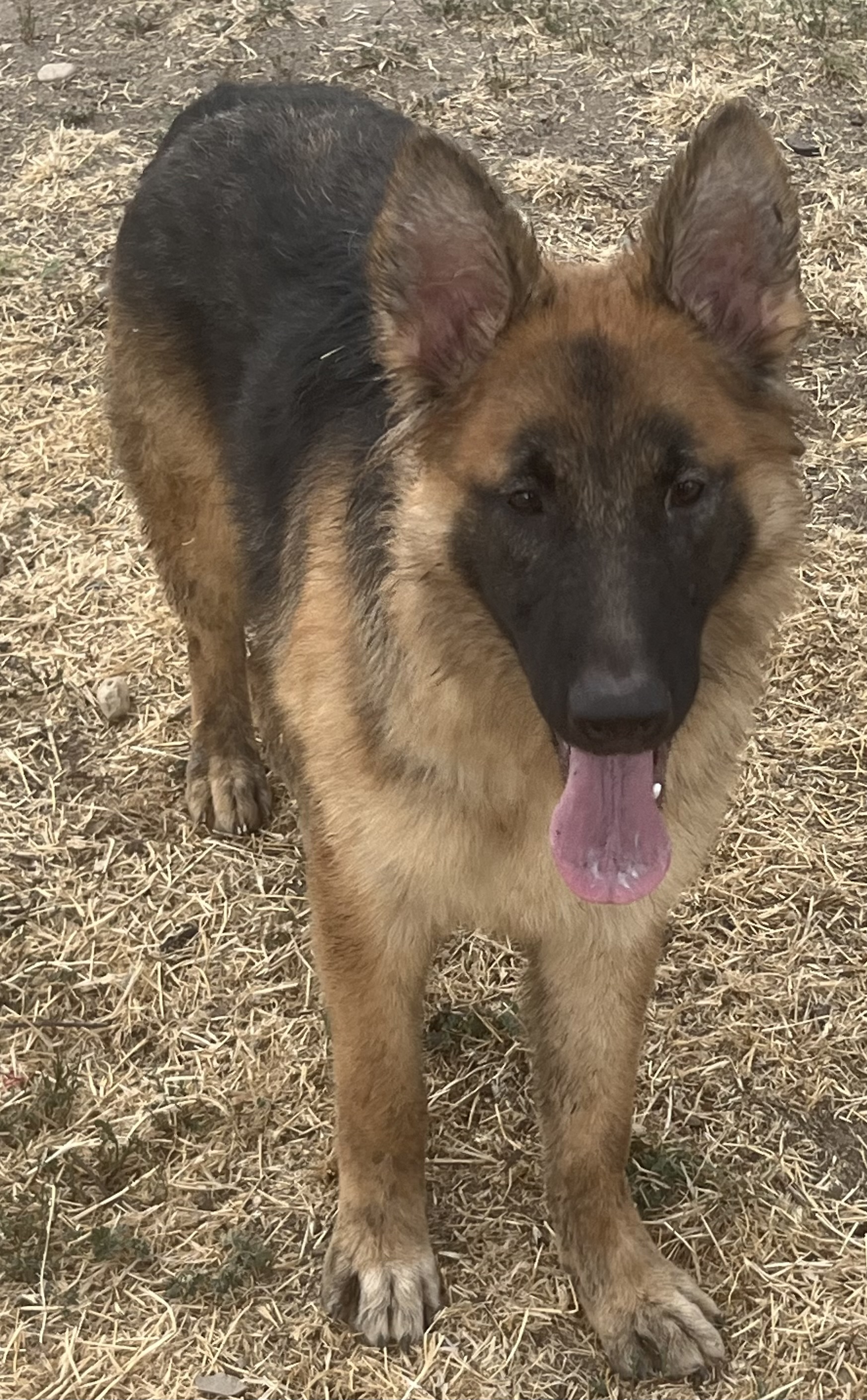Dog for adoption Teddy, a German Shepherd Dog in Yuba City, CA