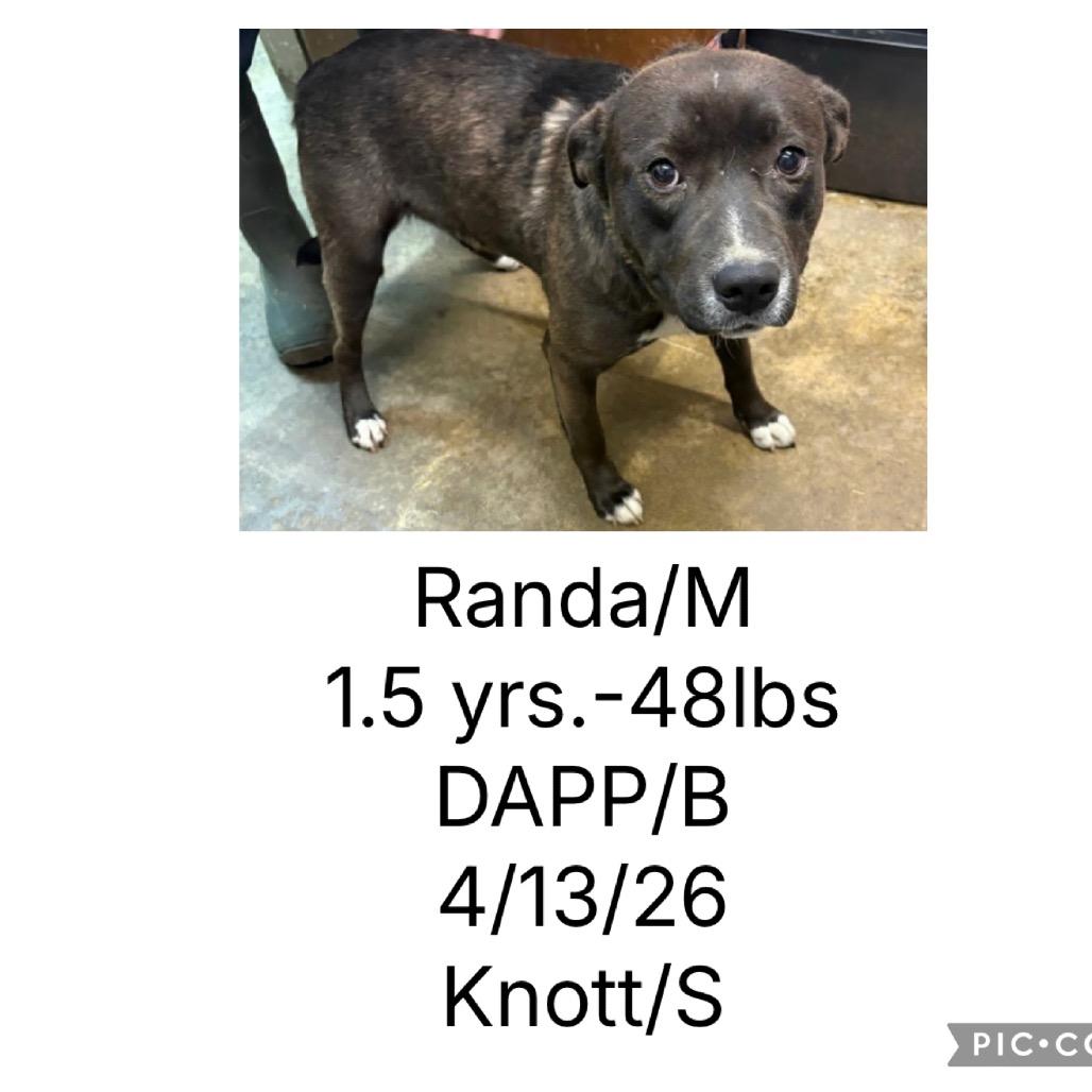 Rick, Adoptable, Adult Female Pit Bull Terrier & Chocolate Labrador Retriever.