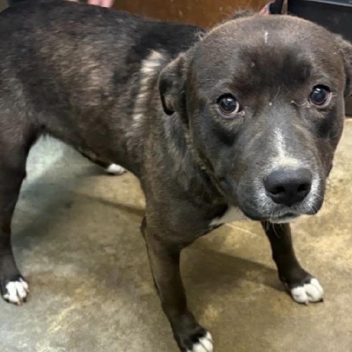 Enlarge Rick, a Adoptable mixed breed in Melbourne, KY image 2/3