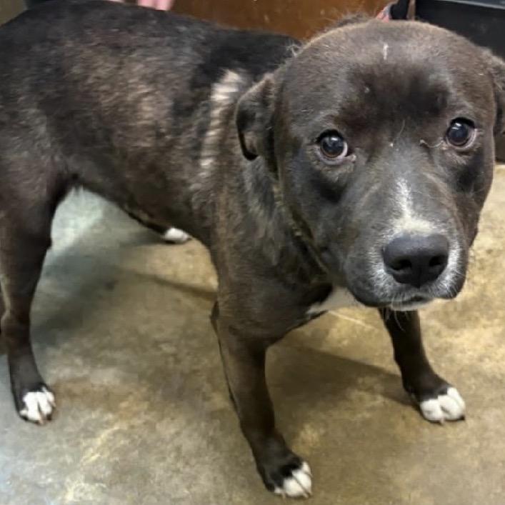Enlarge Rick, a Adoptable mixed breed in Melbourne, KY image 3/3