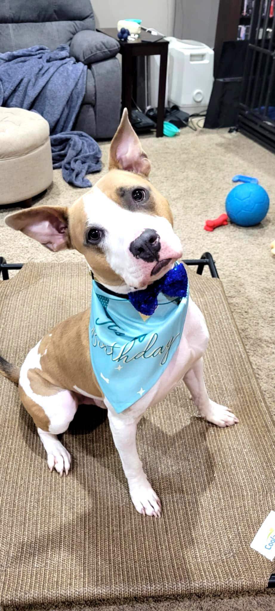 Largo, a Adoptable mixed breed in Minneapolis, MN image 2/6