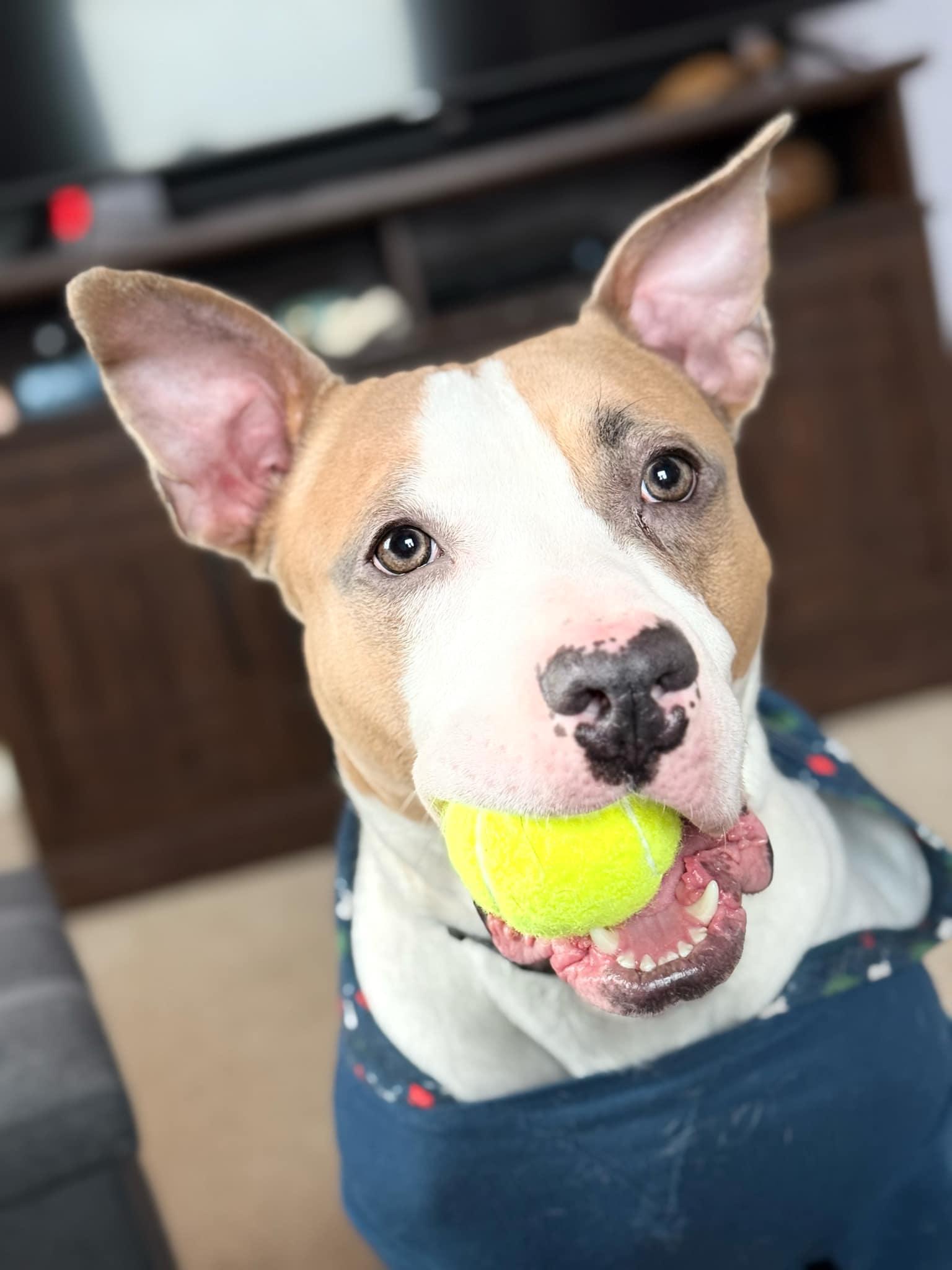 Largo, a Adoptable mixed breed in Minneapolis, MN image 4/6