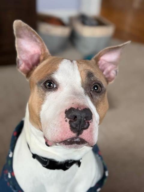 Largo, a Adoptable mixed breed in Minneapolis, MN image 6/6