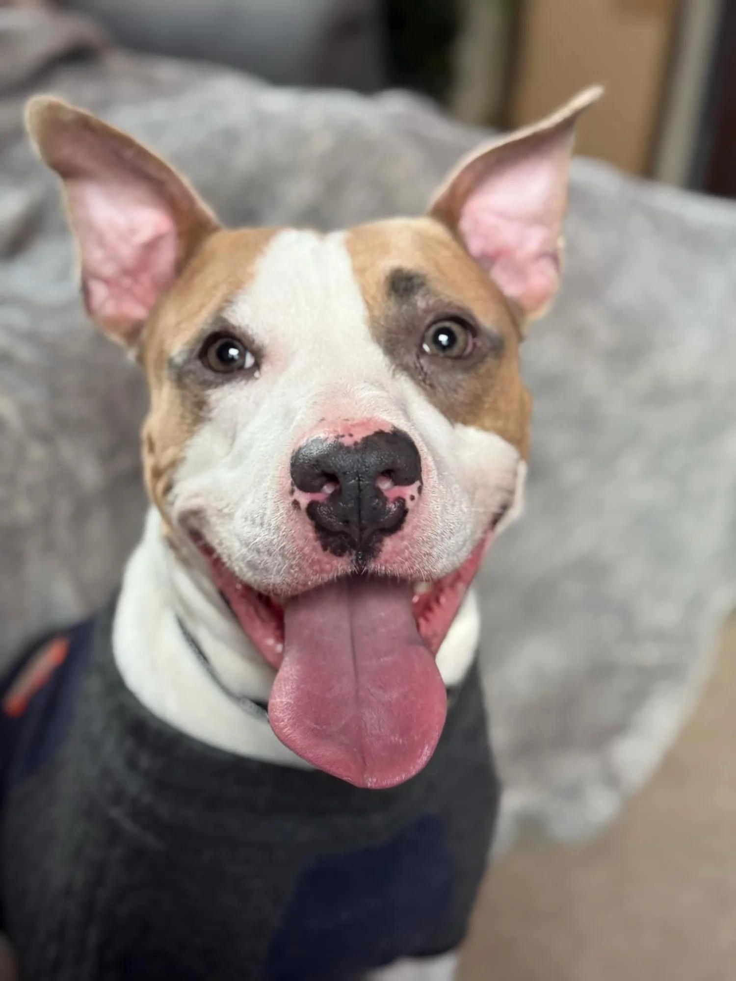 Largo, Adoptable, Adult Male Pit Bull Terrier & Bull Terrier.