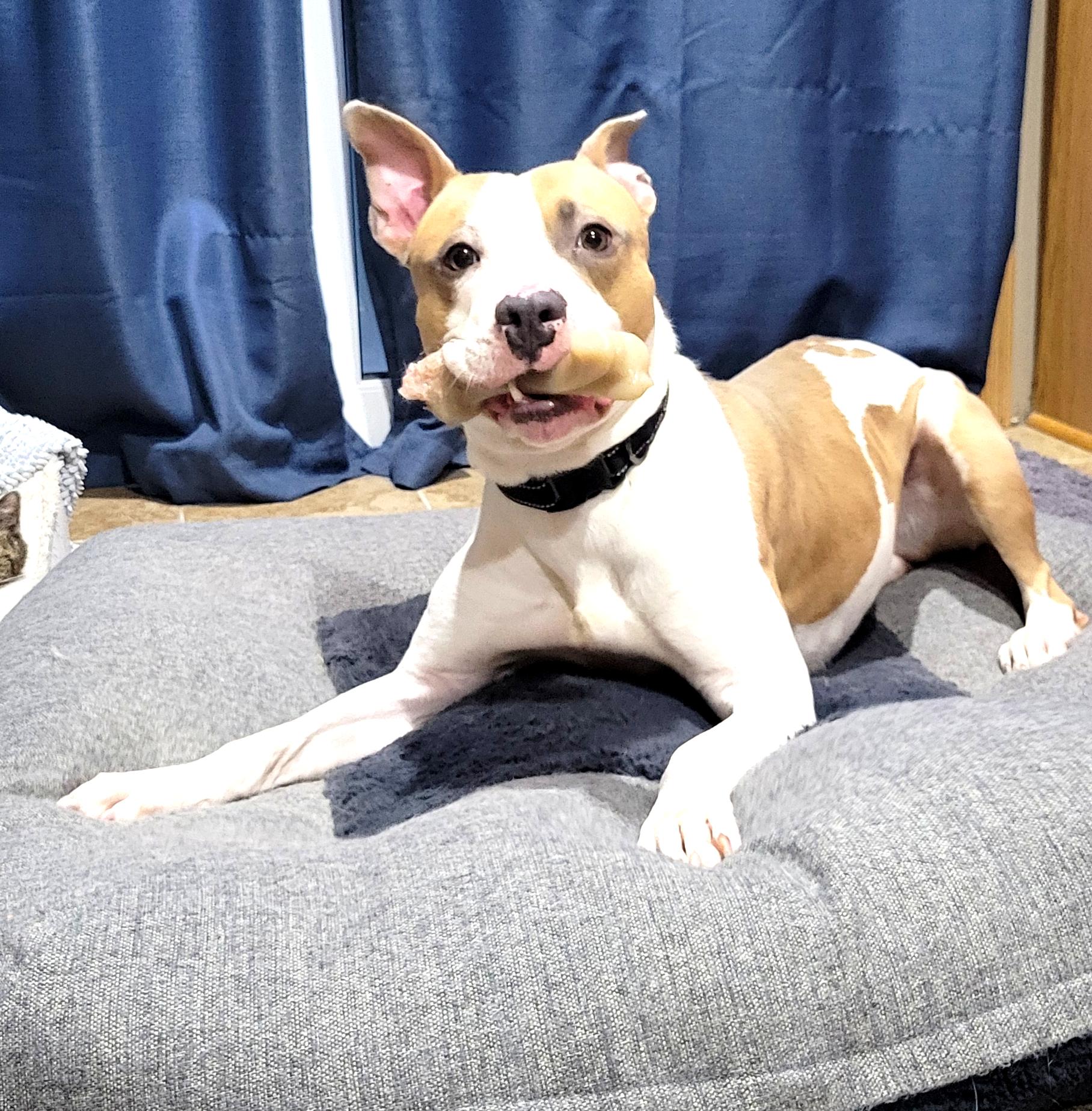 Largo, a Adoptable mixed breed in Minneapolis, MN image 5/6