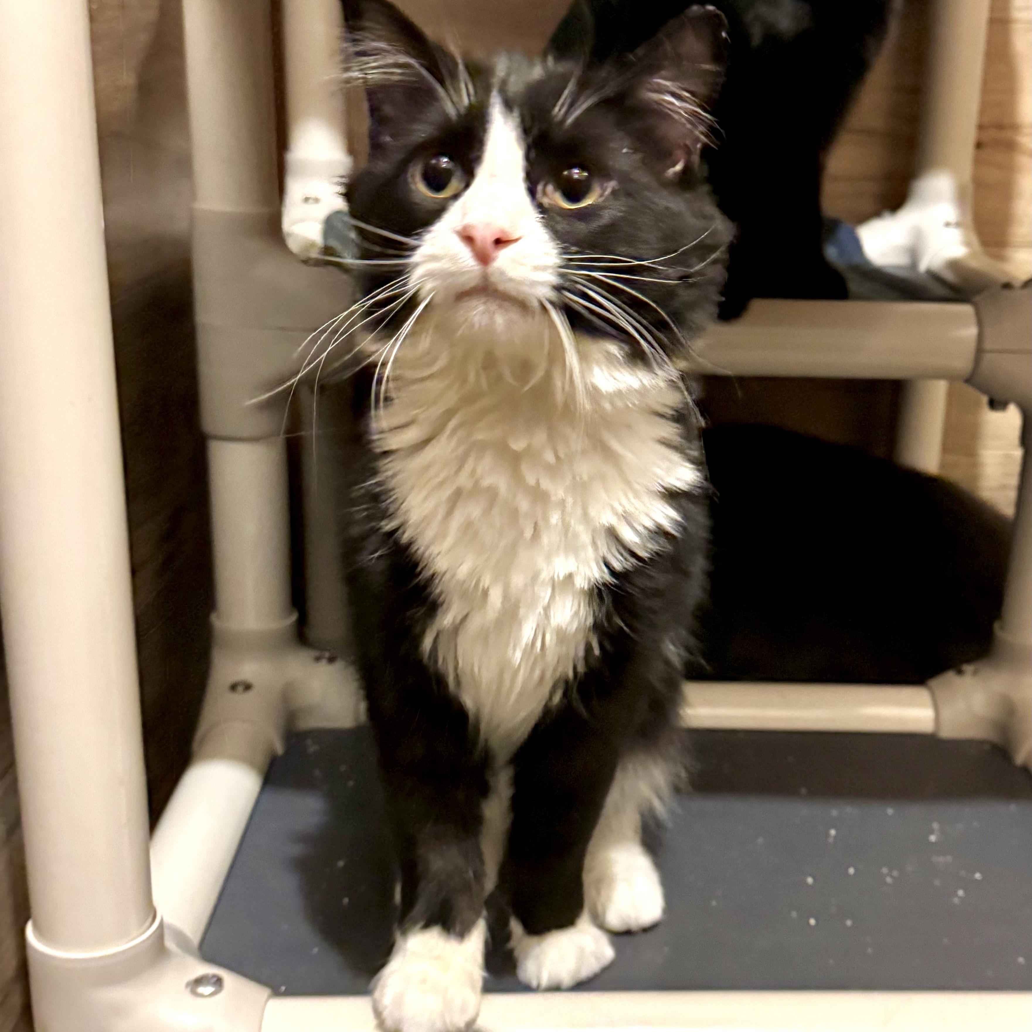 Gizmo, Adoptable, Young Male Domestic Long Hair.